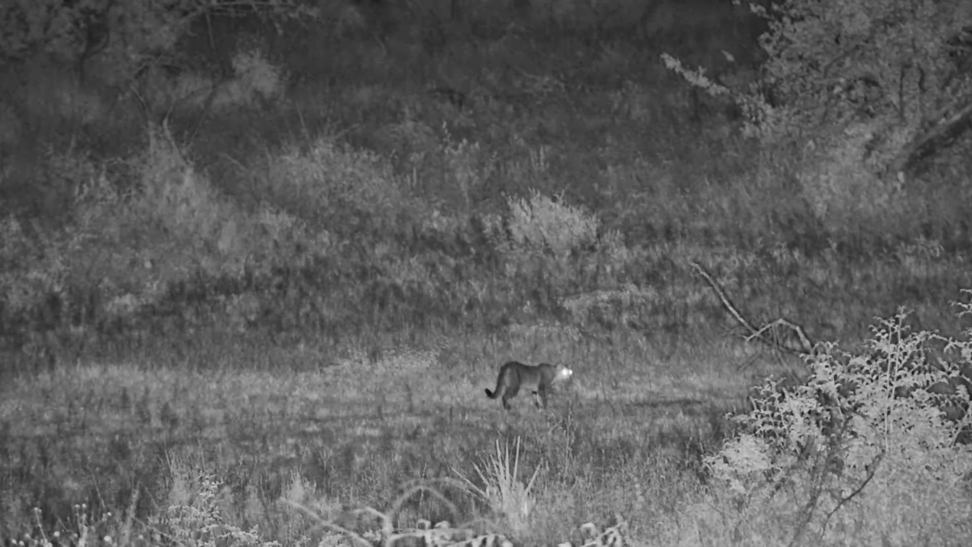 Stealthy African Wild Cat at Kalahari Salt Pans