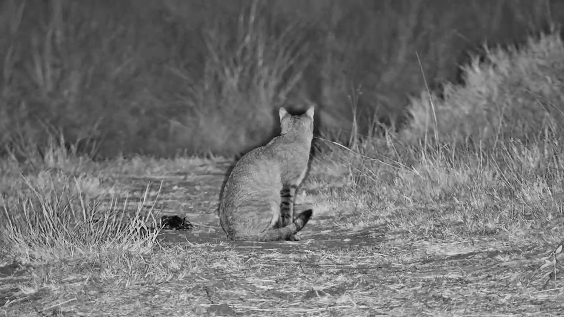 An African Wild Cat on the Hunt