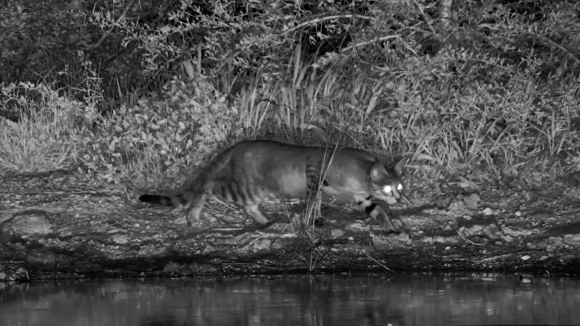 African Wild Cat at the Waterhole