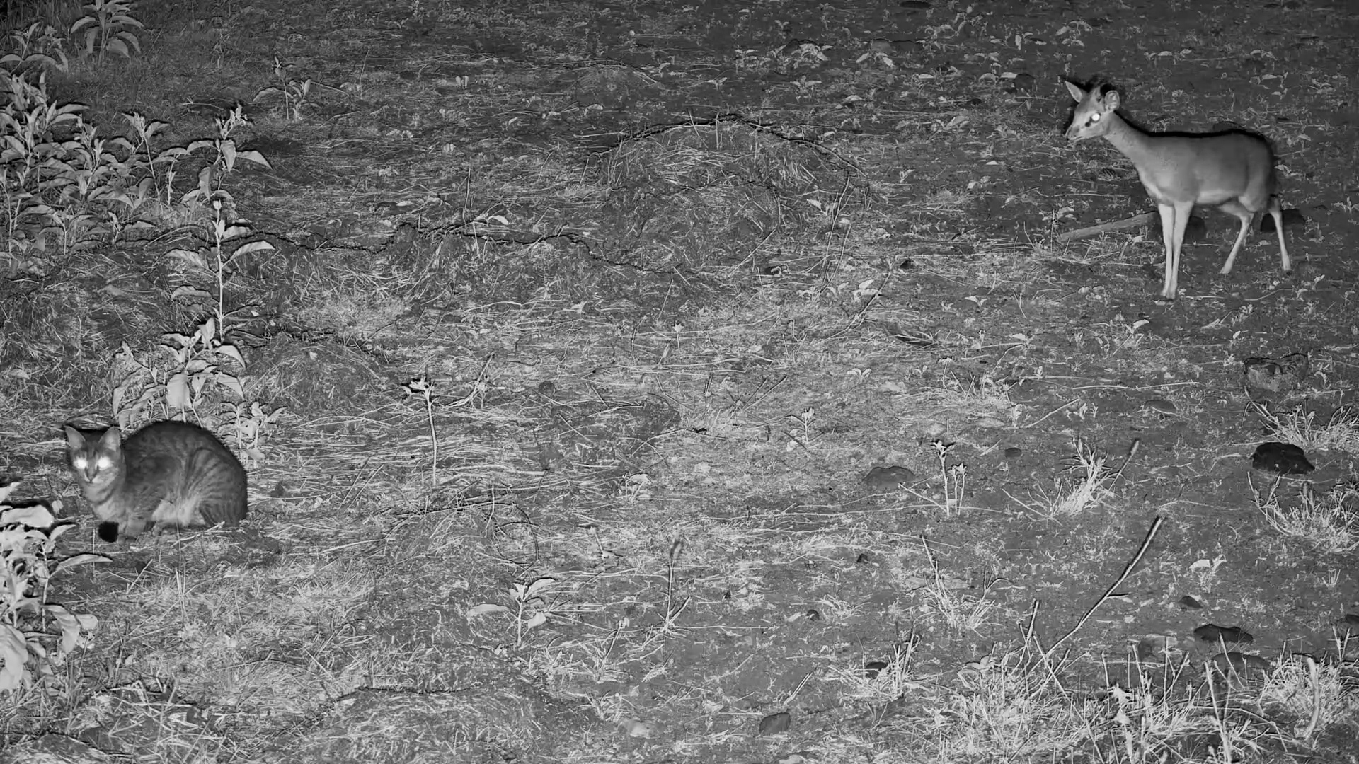 Dik-Dik Watches a Wild Cat Hunt