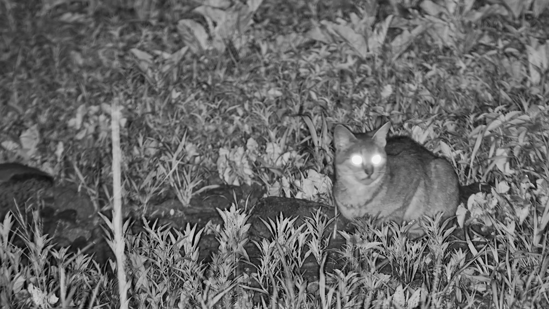 Resident Wild Cat on Patrol