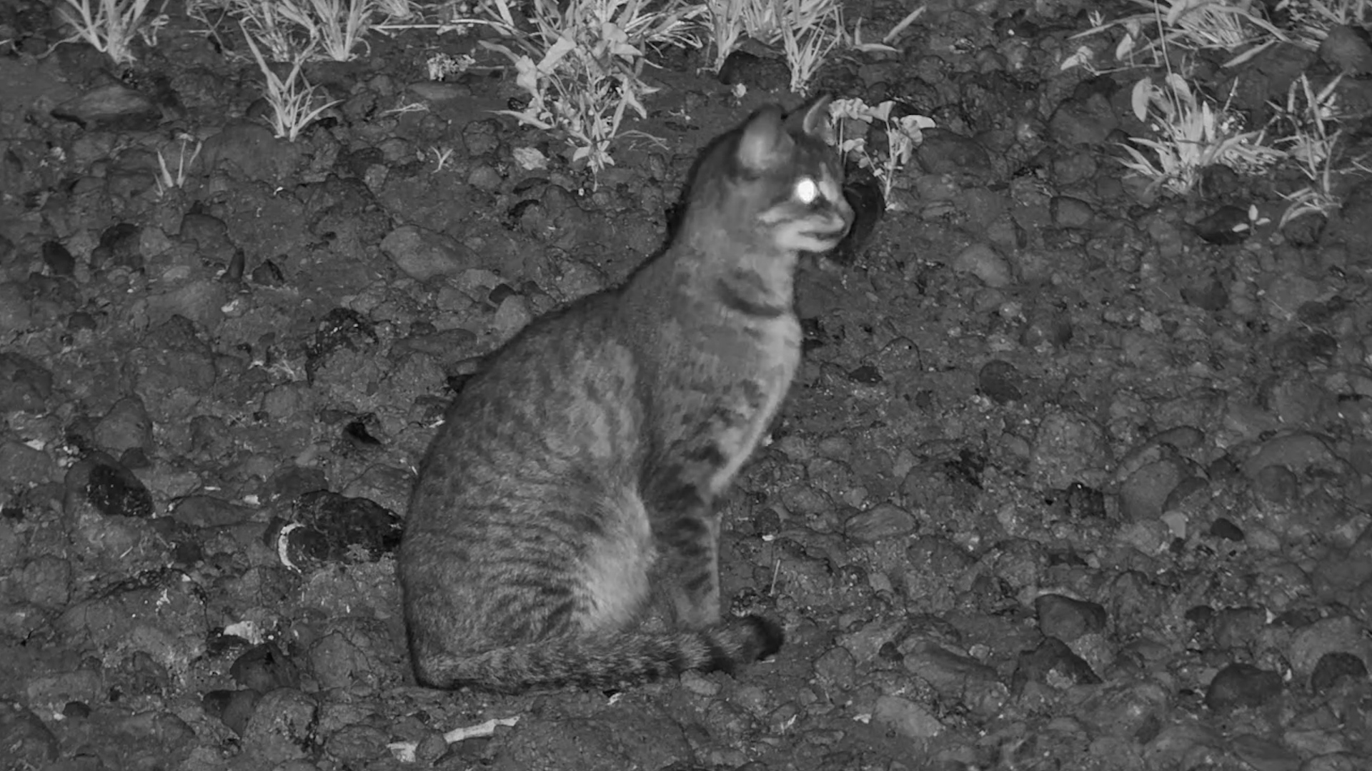 You’ll Know This Face | Unique Wildcat at Tortilis