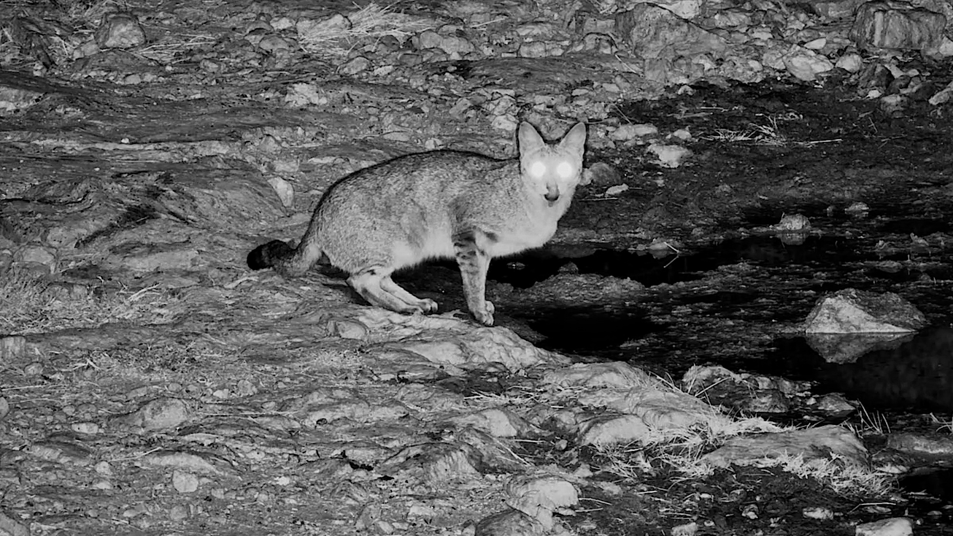 The Waterhole's Secret Predator