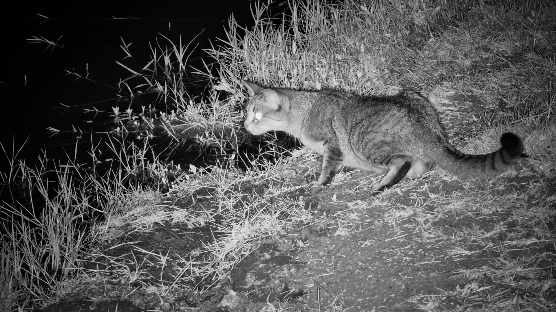 An African Wild Cat on the Prowl