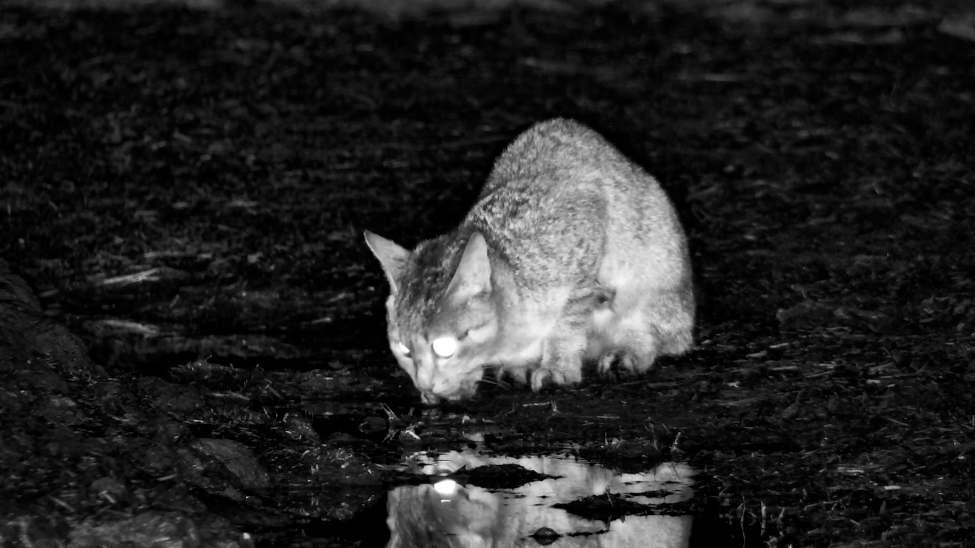 After Dark at ol Donyo… African Wildcat Appears
