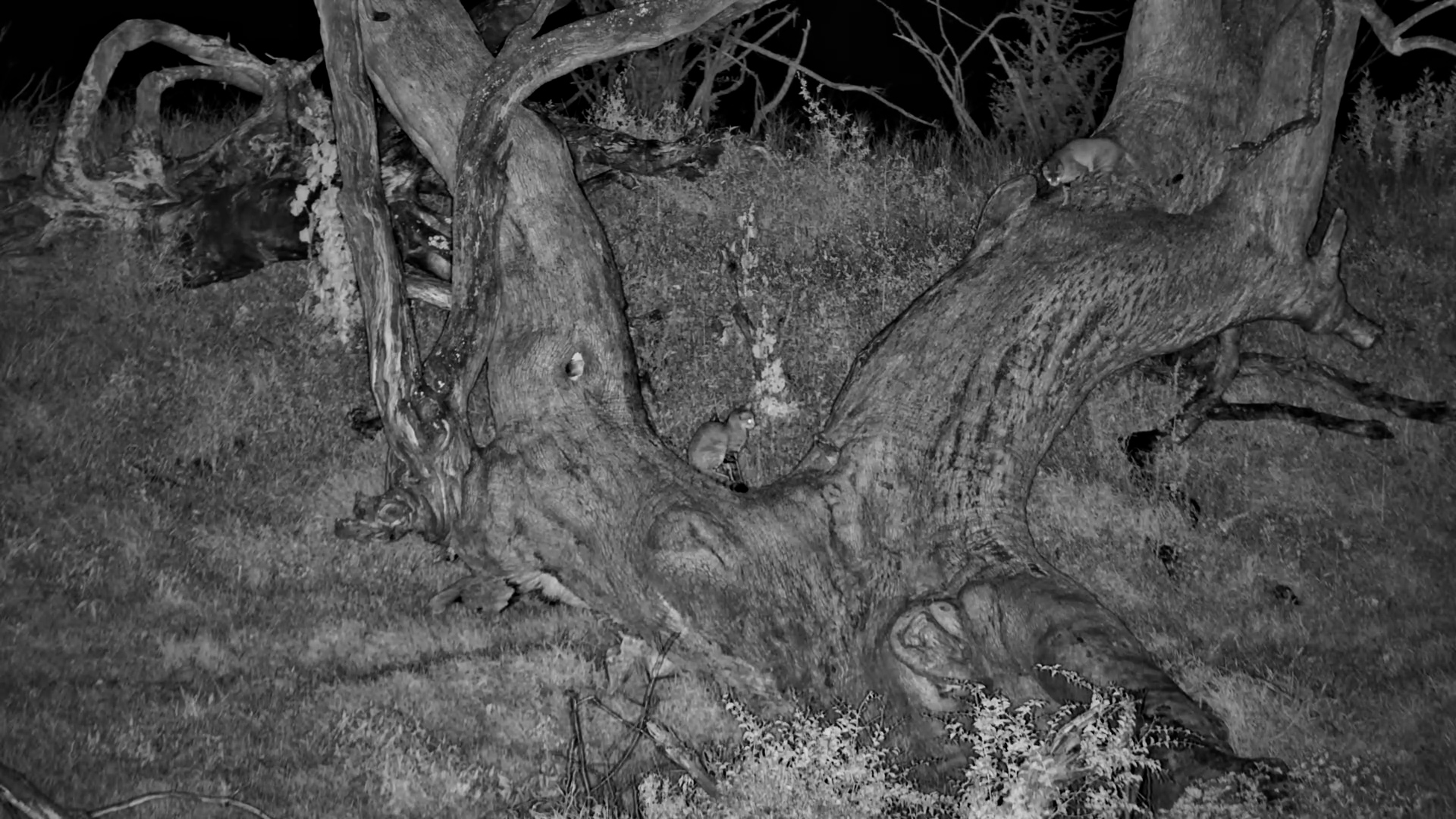 Hunt, Snack, Play: African Wild Cats by the Water