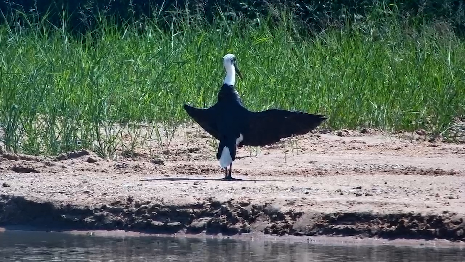 Wing Stretch in the Sun!