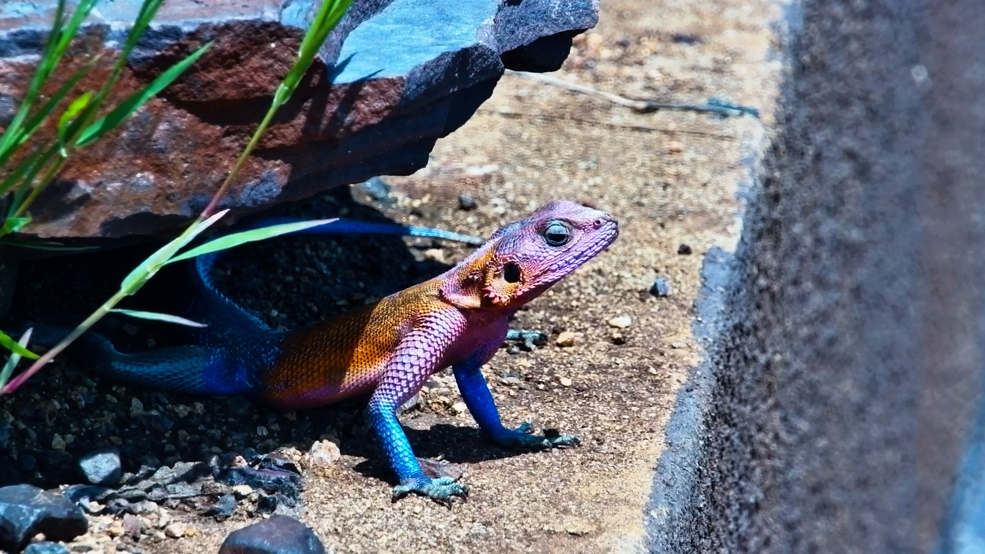 Male Agama Basks in Full Colour