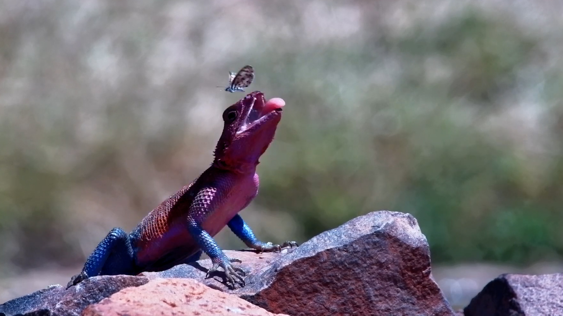Agama Lizard Makes One Tiny Bug Regret Everything