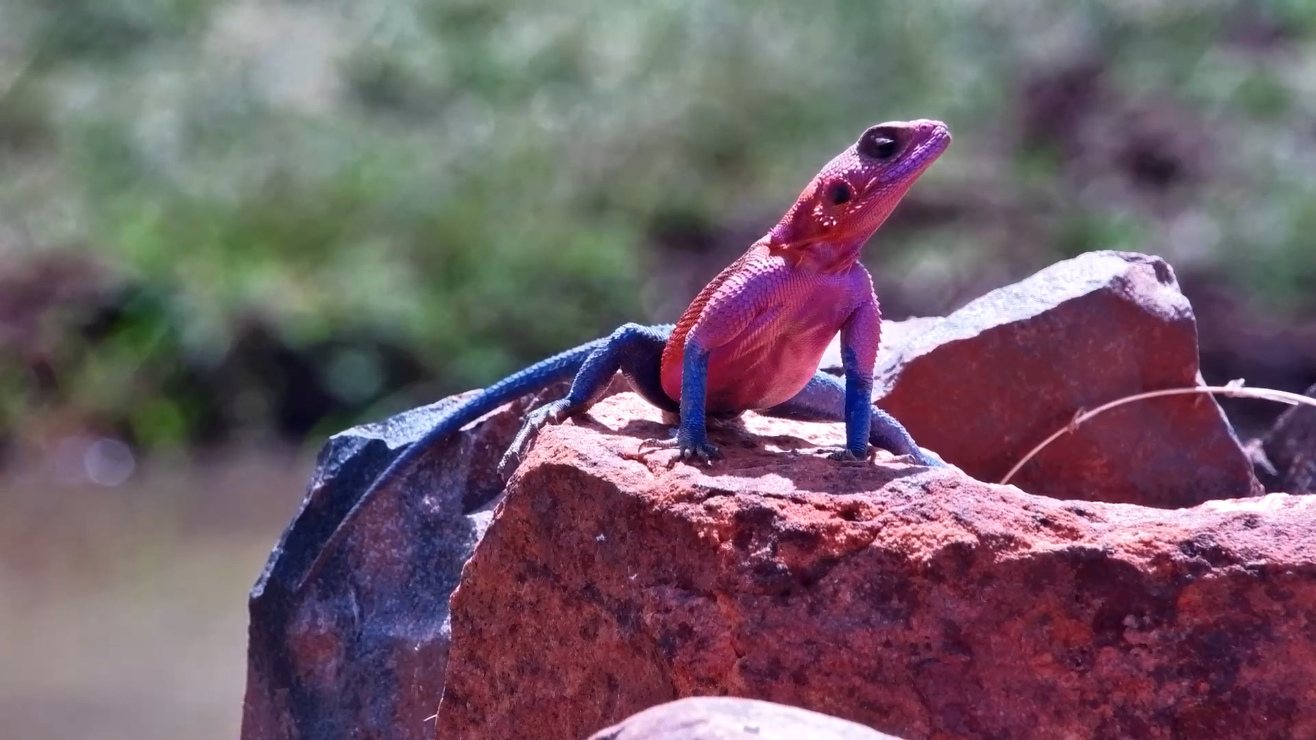 Brilliant Agama Shows Off His Colours