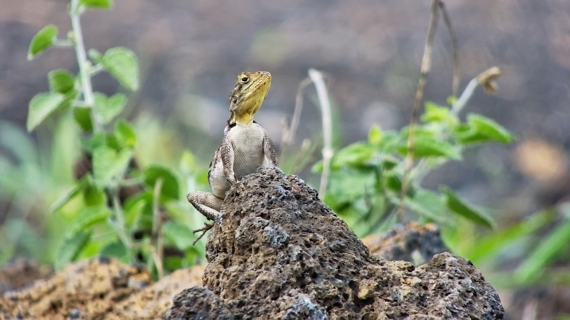 Kenyan Rock Agama in Amboseli