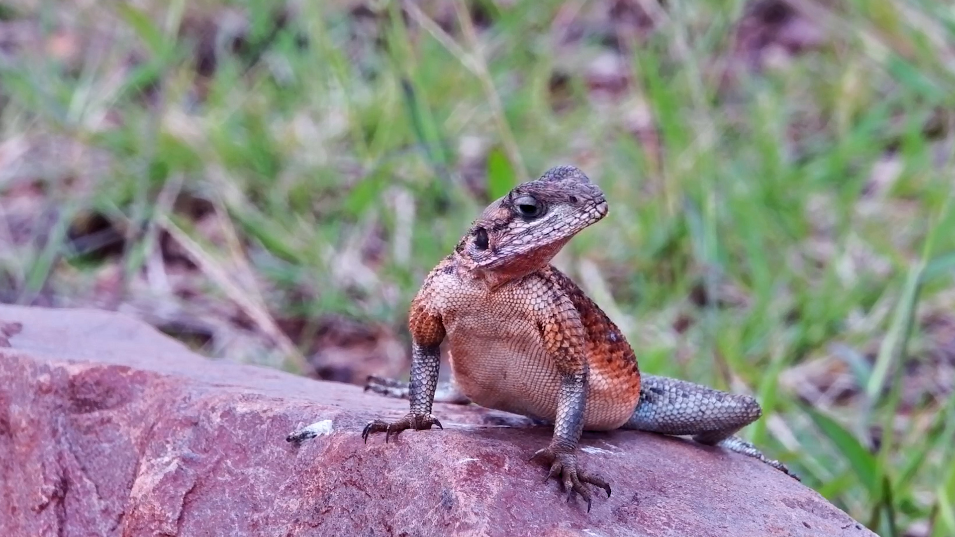 Agama Lizard Observes Its Kingdom