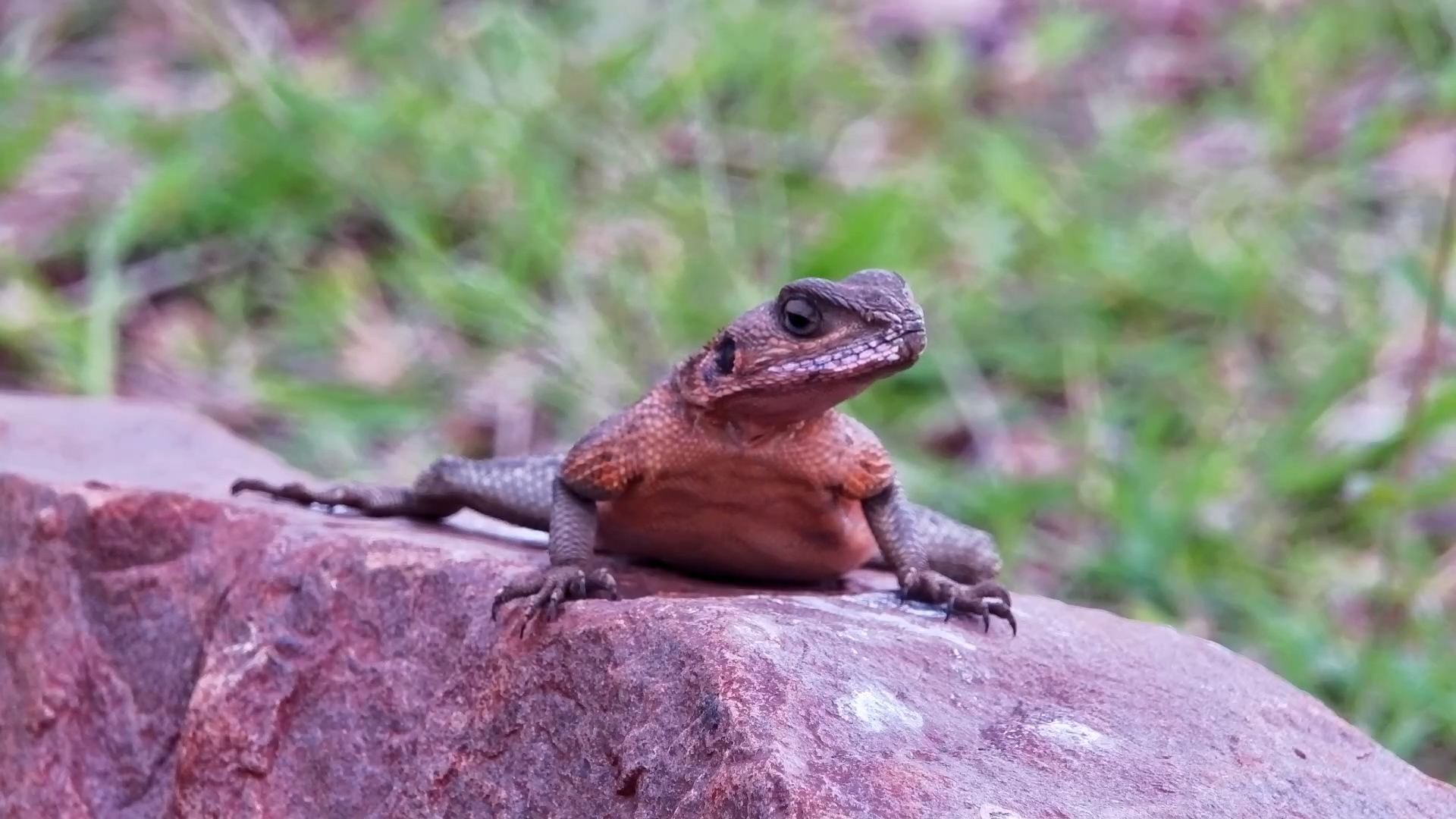 Agama on the Serengeti Rocks