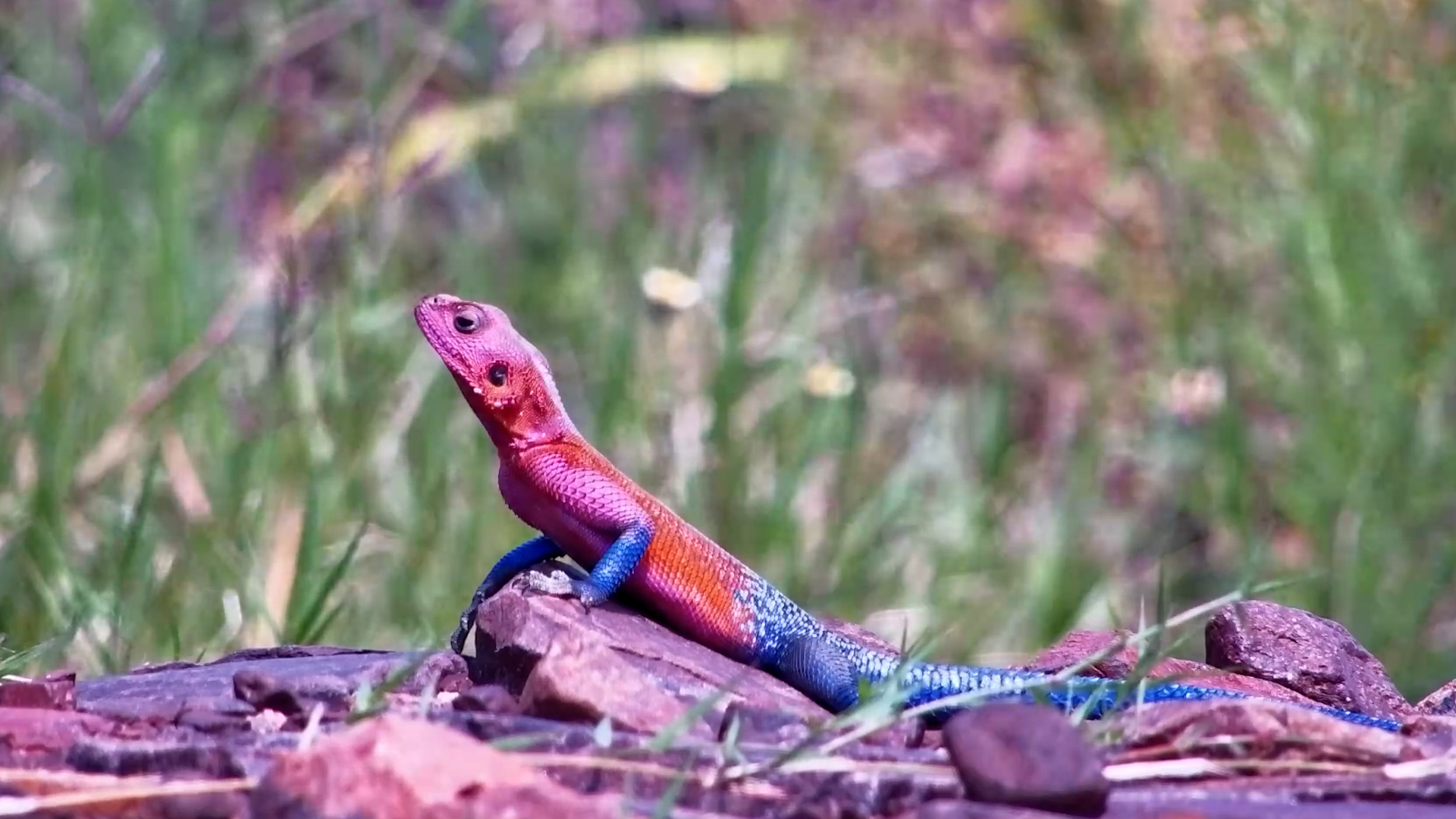 Male Agama Lizard Soaks Up the Heat