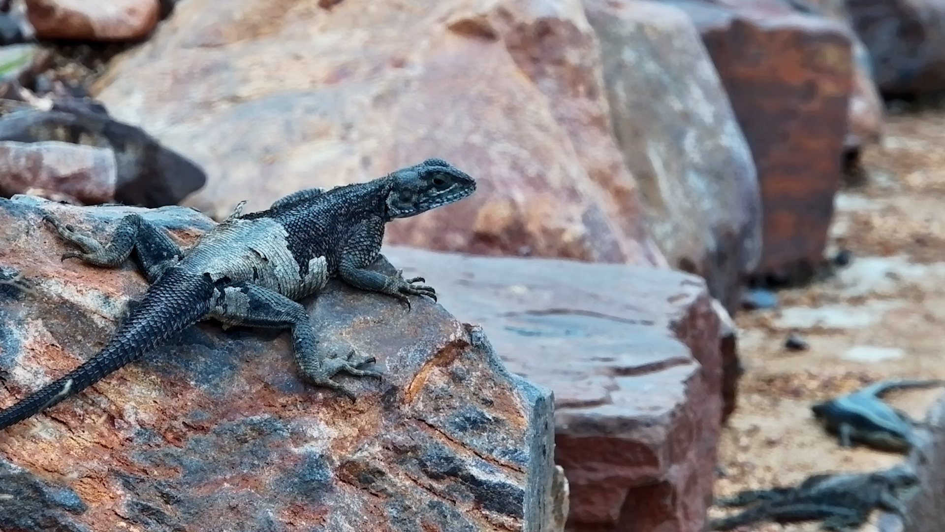 These Little Lizards Always Steal the Scene