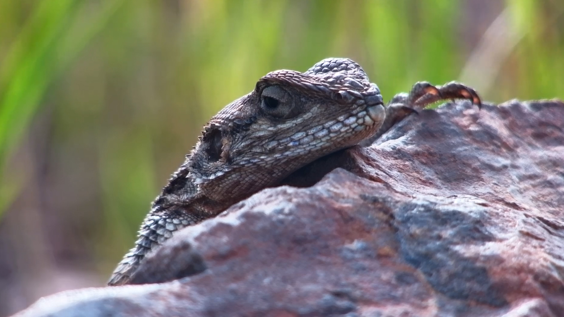 Agama Lizard Waiting for a Snacky Snack