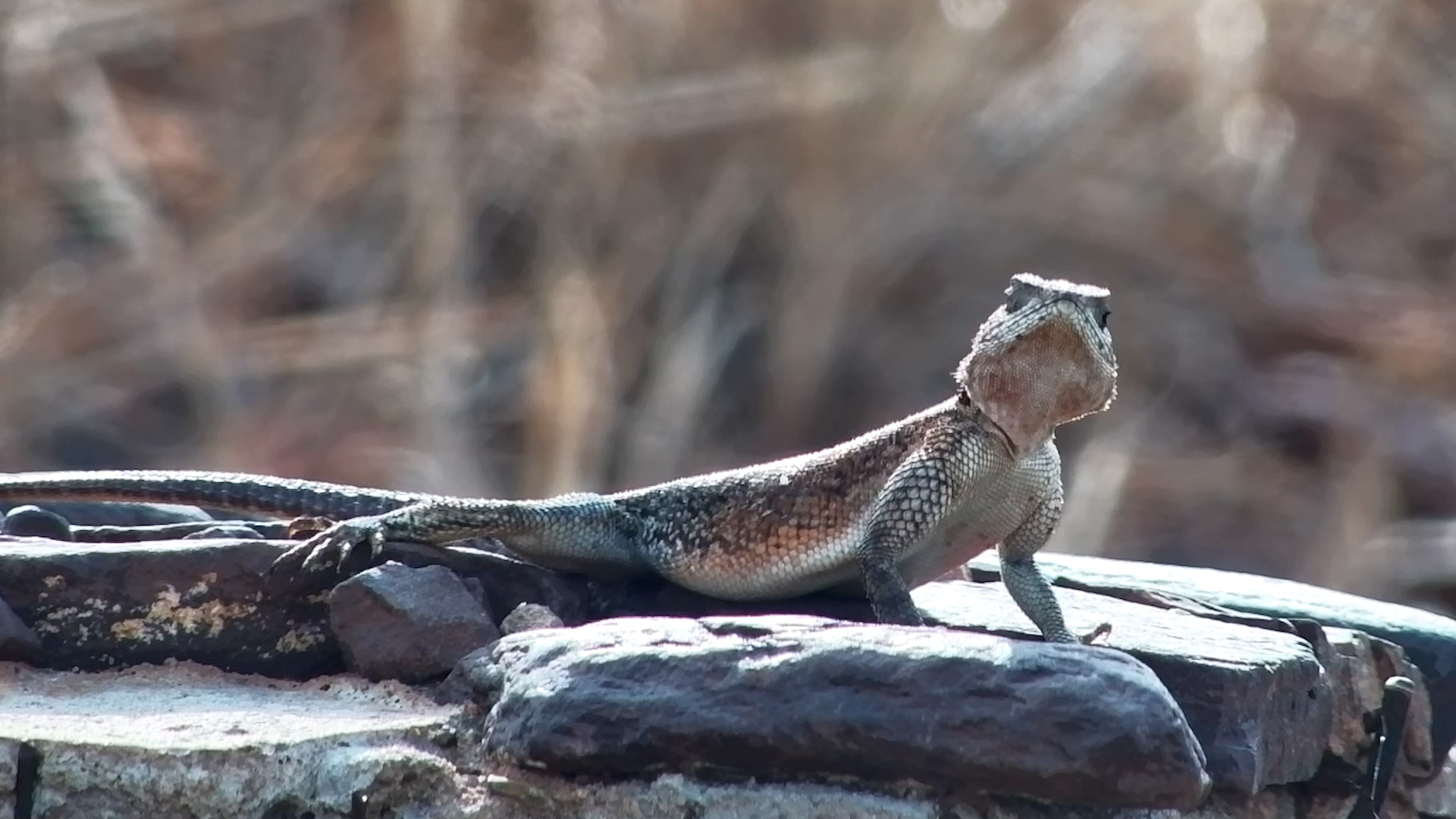 The Waterhole's Tiny Security Guard