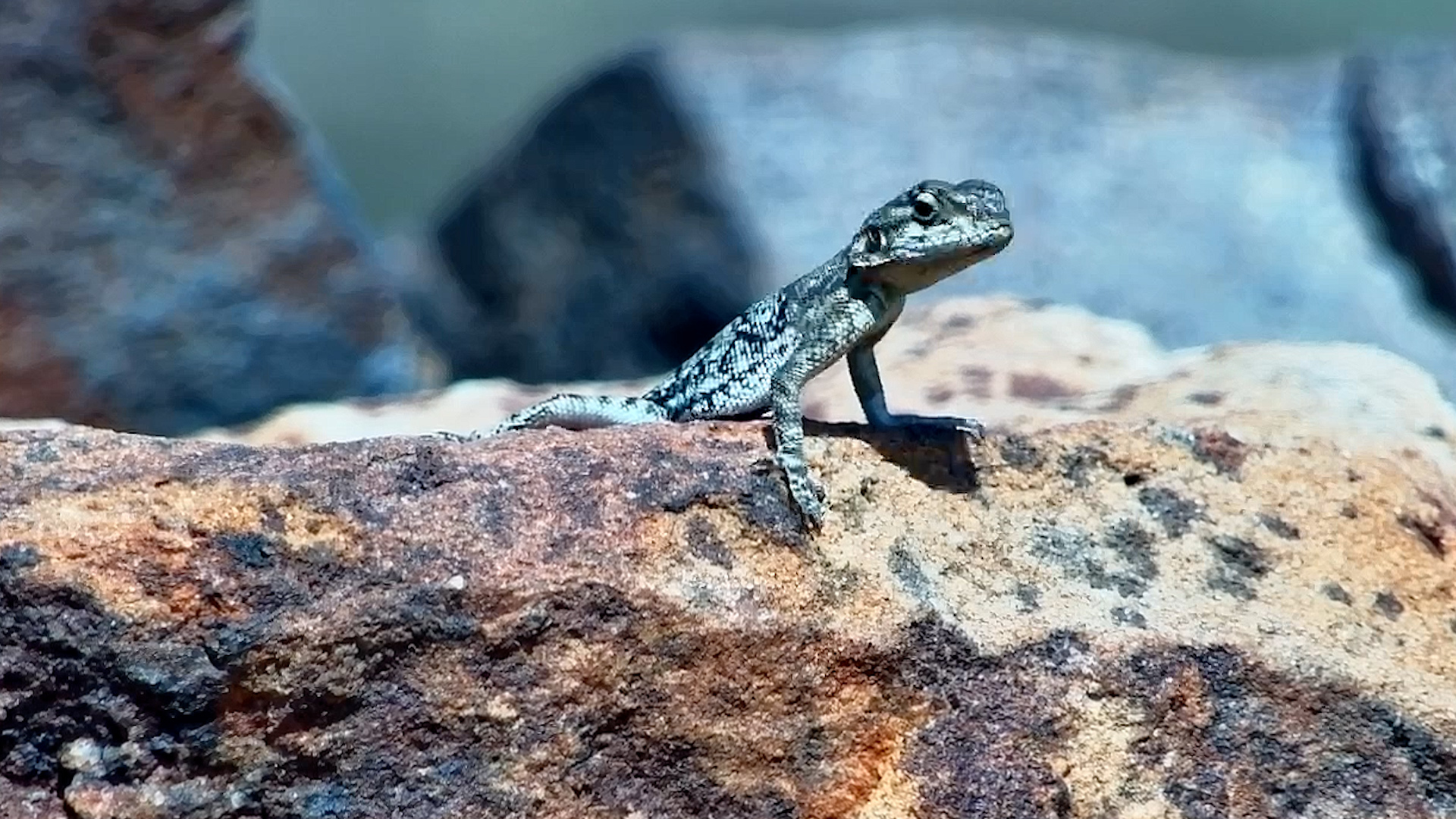 Africa's Little Dragon at Work
