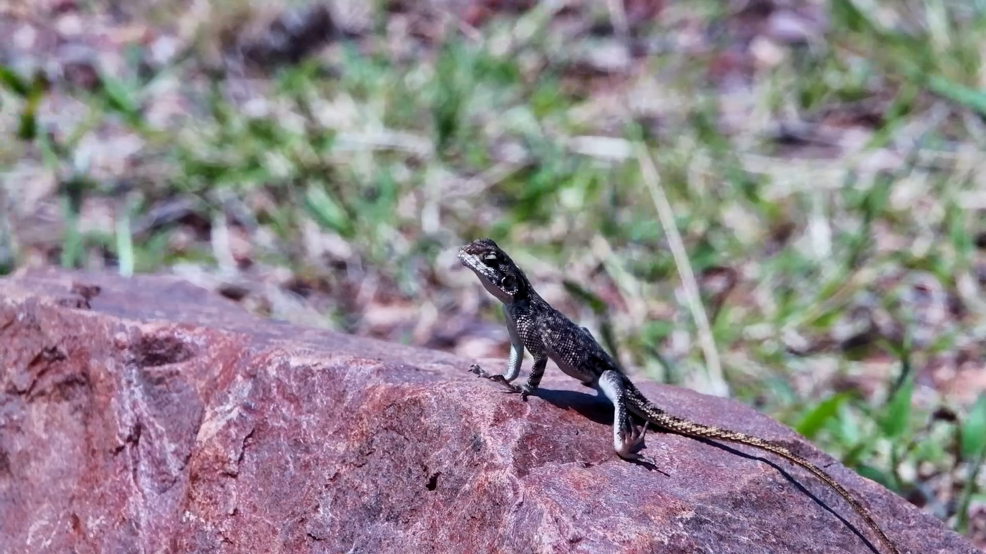 Blink and You'll Miss It!