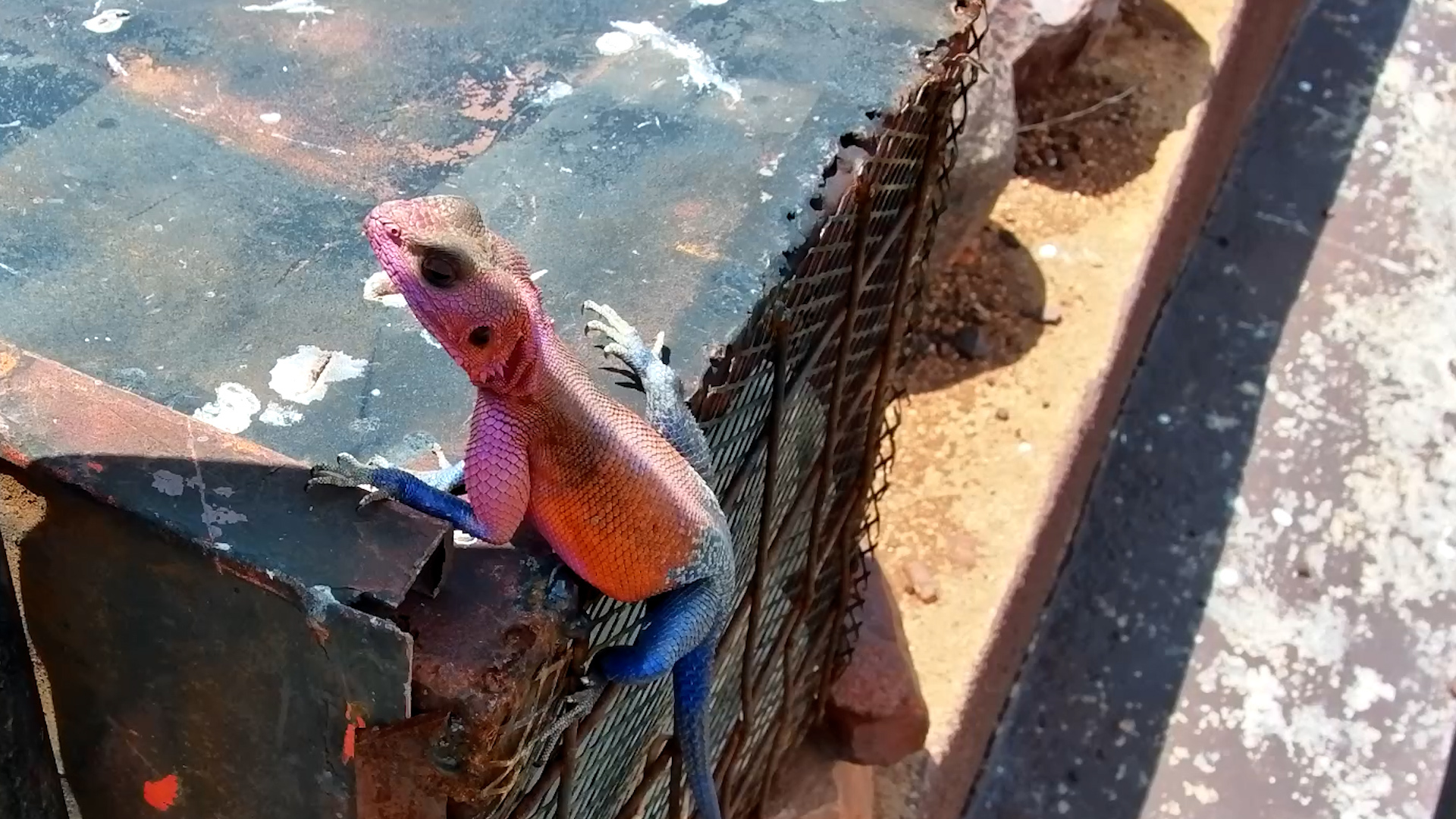 Flat-Headed Rock Agama Rests Under the Camera