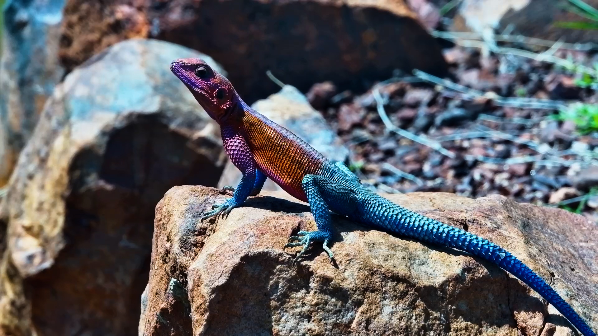 Fly Snacks for the Agama