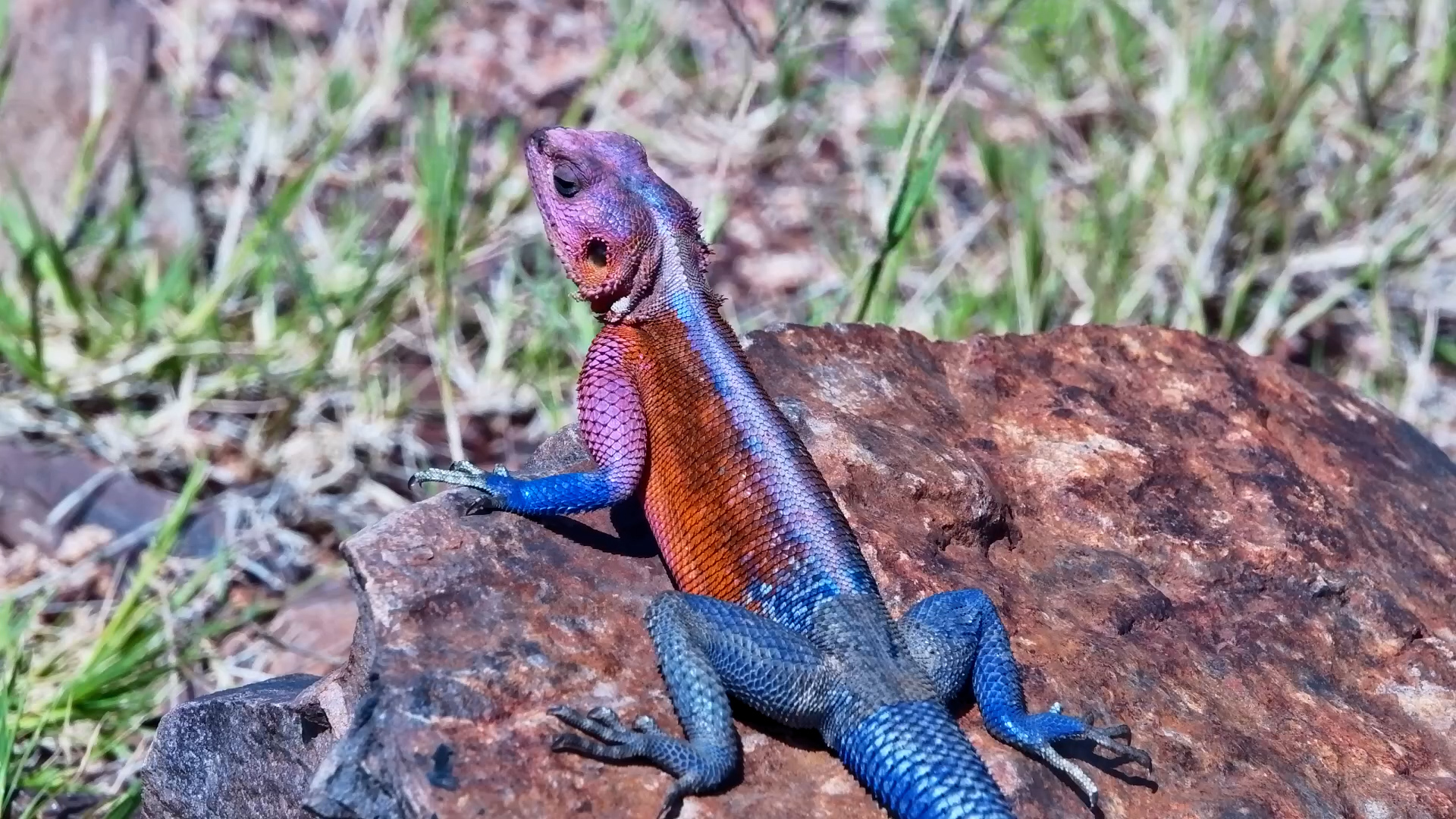 Nature’s Neon Lizard on the Hunt