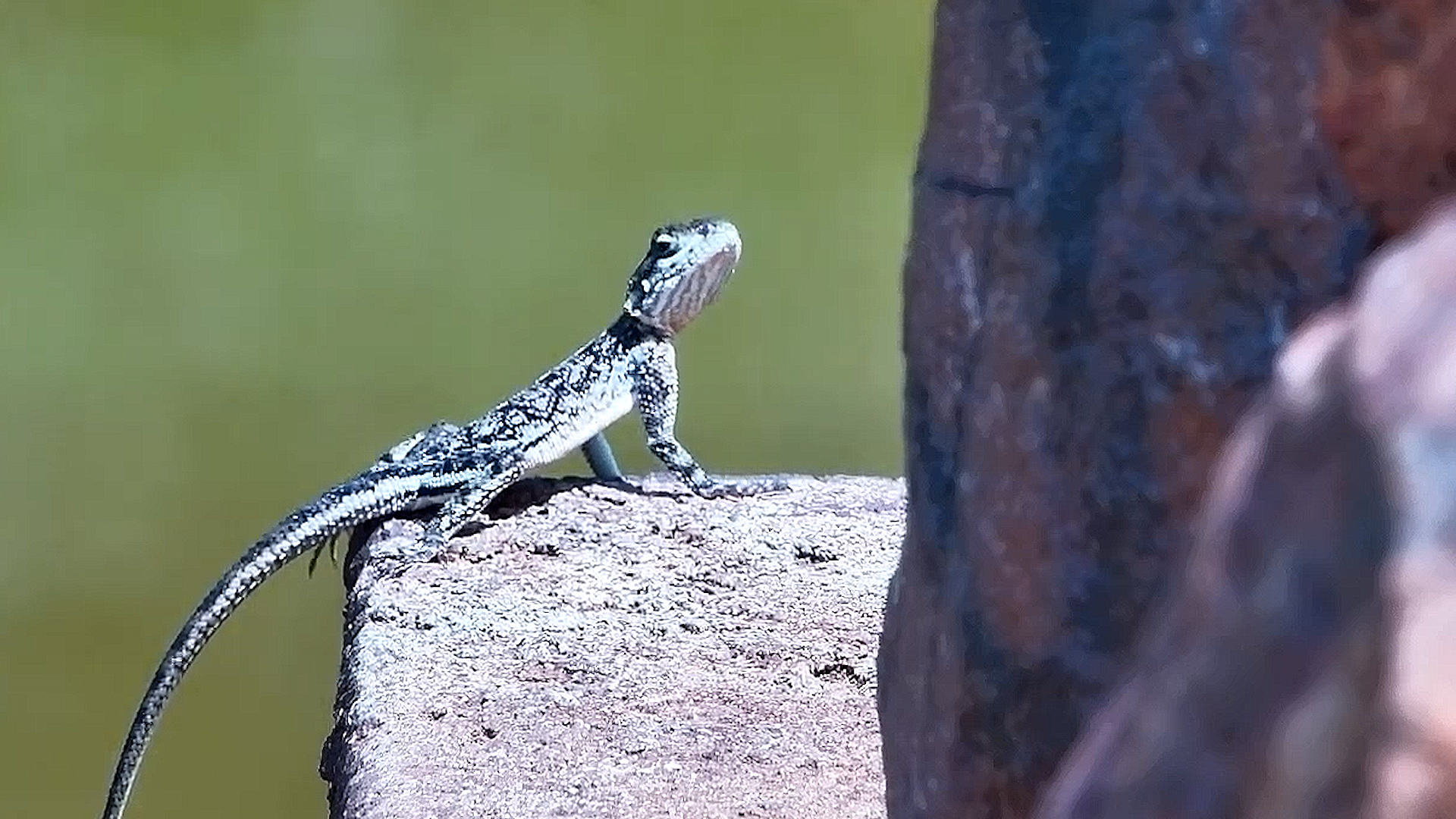 Just an Agama Doing Agama Things