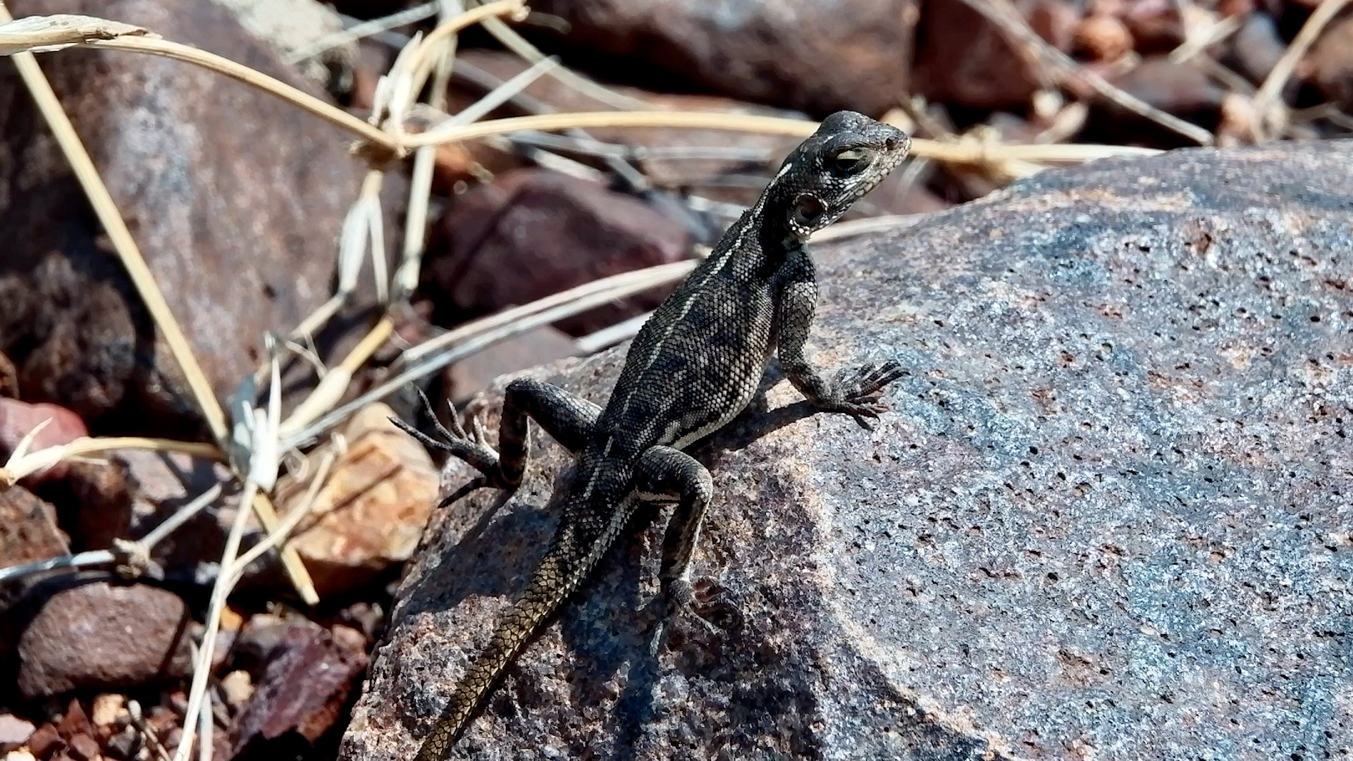 Just an Agama Enjoying the Sunshine