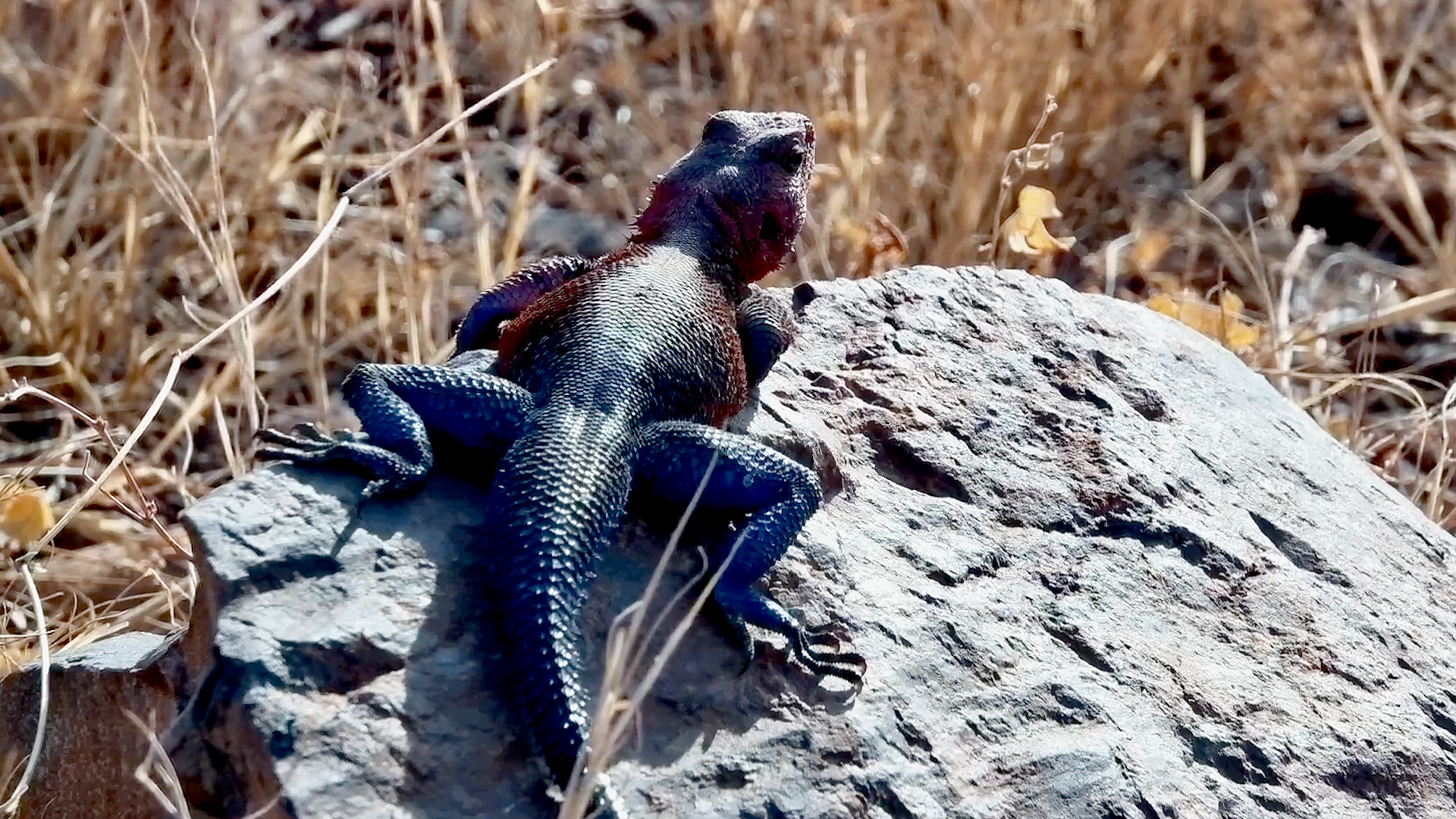 Nature's Tiny Dragon