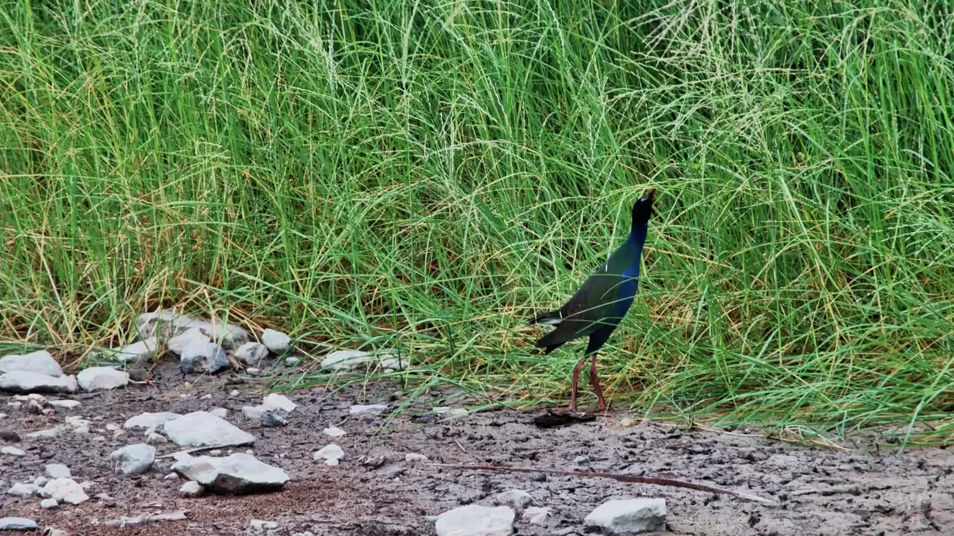 Allen’s Gallinule Foraging Around the Waterhole