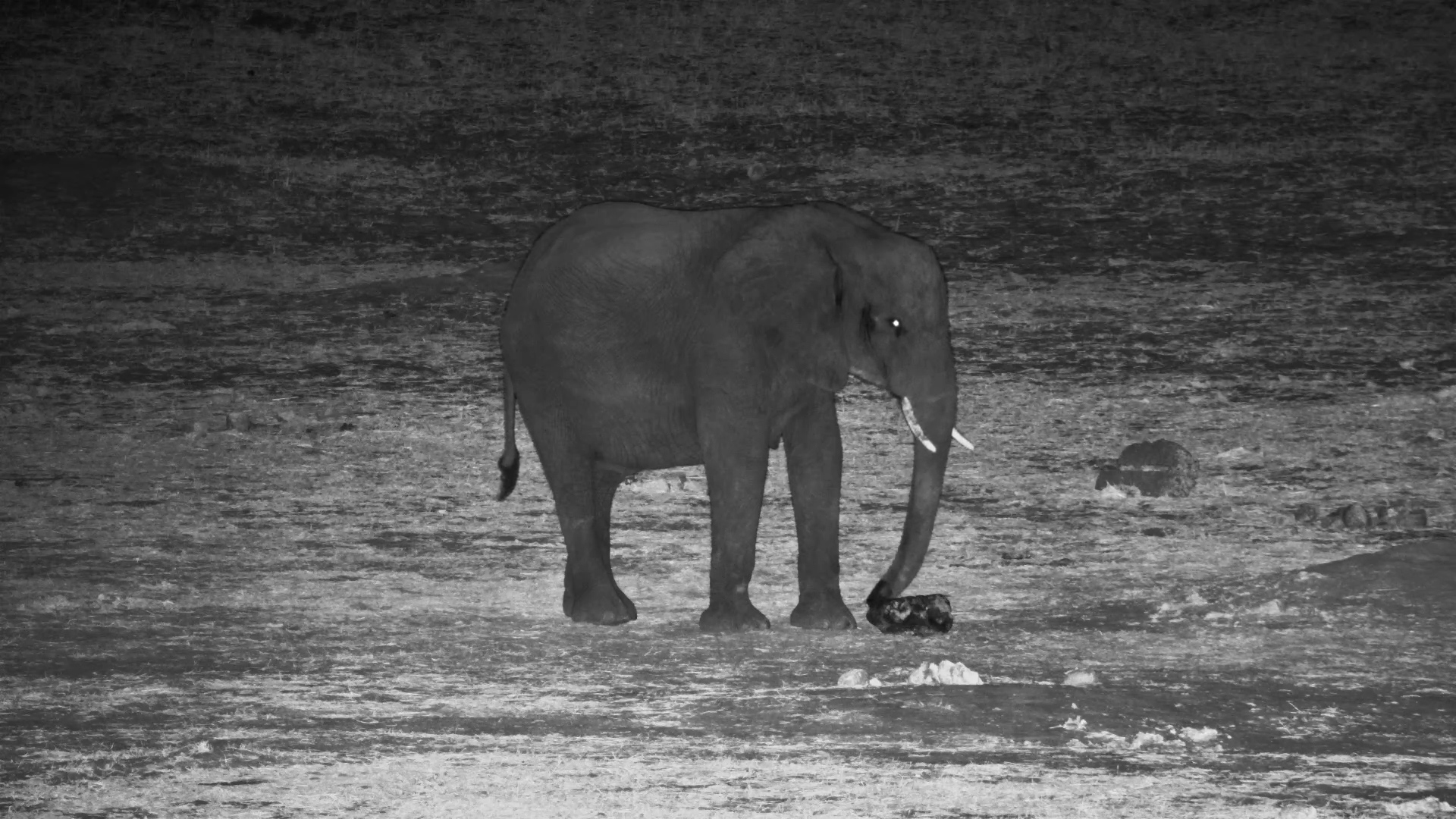 After-Dark Treat: Elephant Snacks on Salt