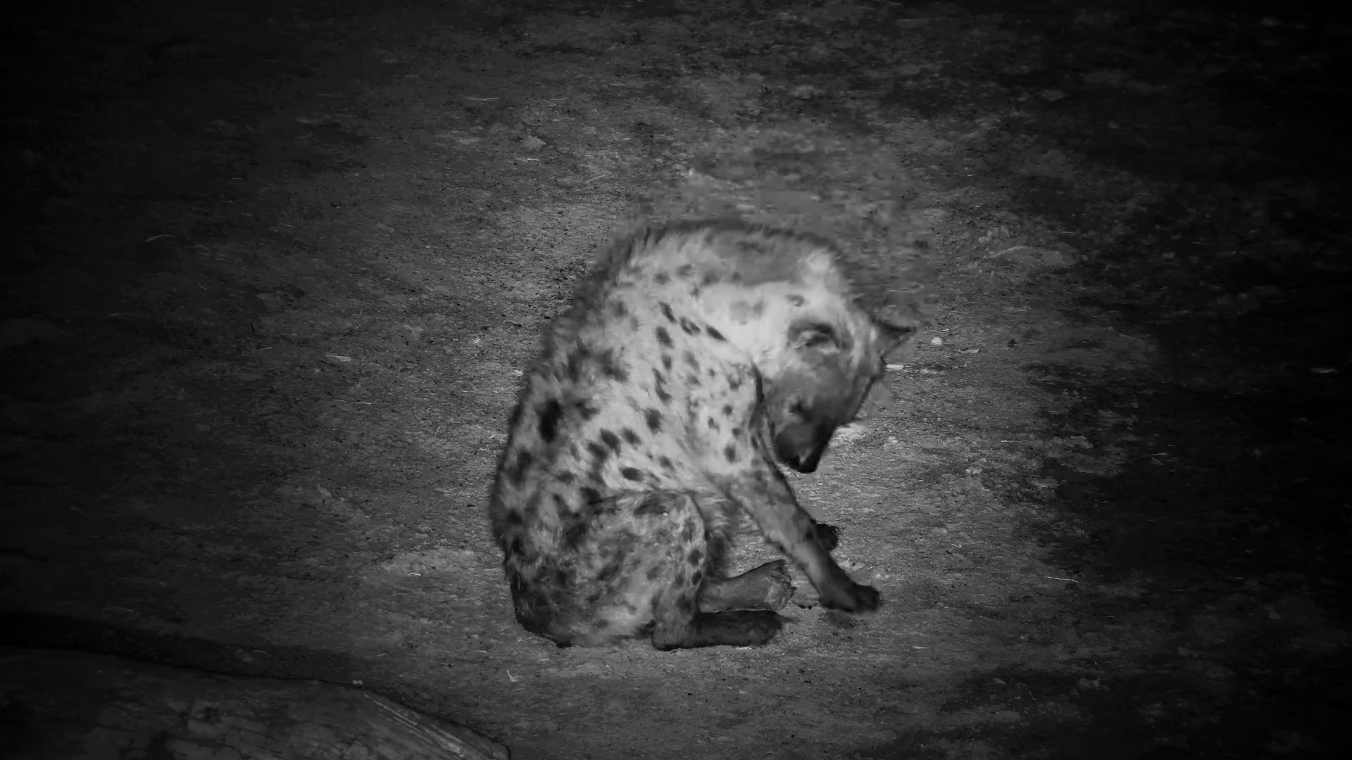 Spotted Hyena with Injured Foot Drinks at the Well