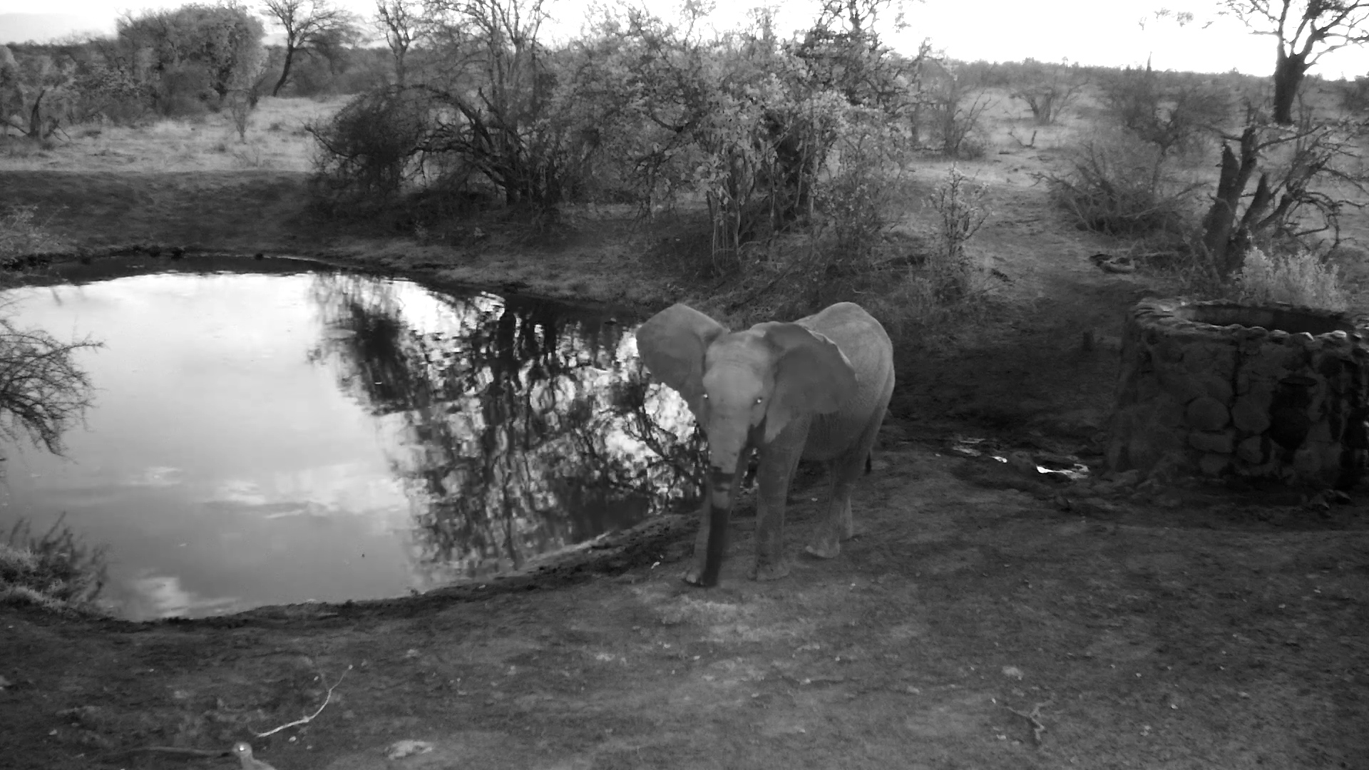 Curious Calf Meets Birds at the Waterhole