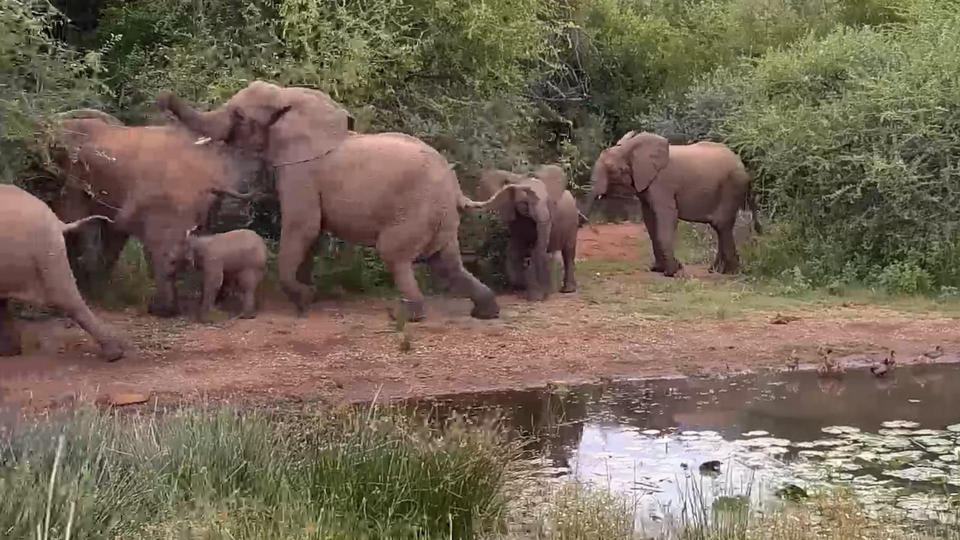 Elephants Spooked by a Flock of Ducks!