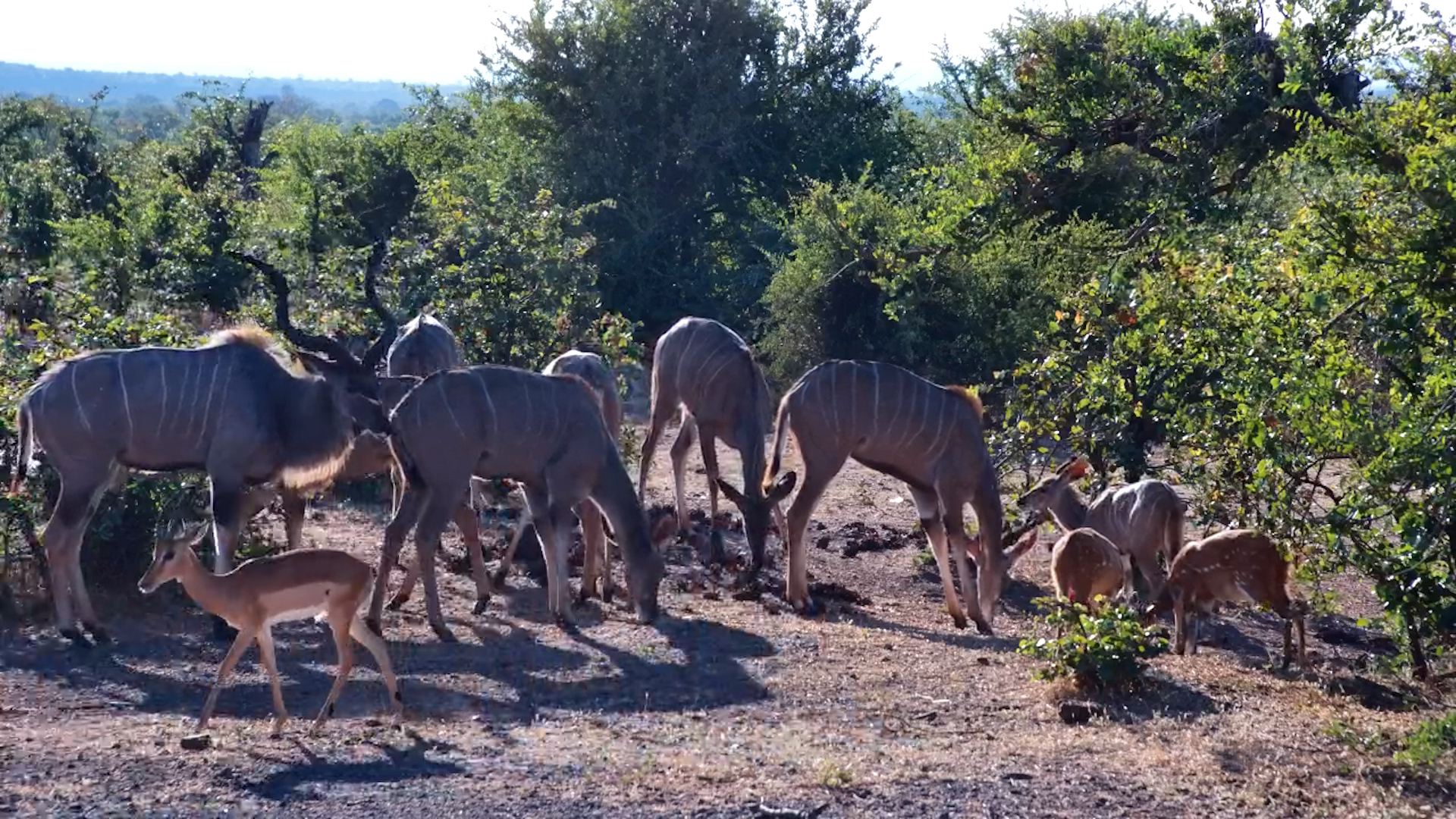 Antelopes Unite for Feeding Time!