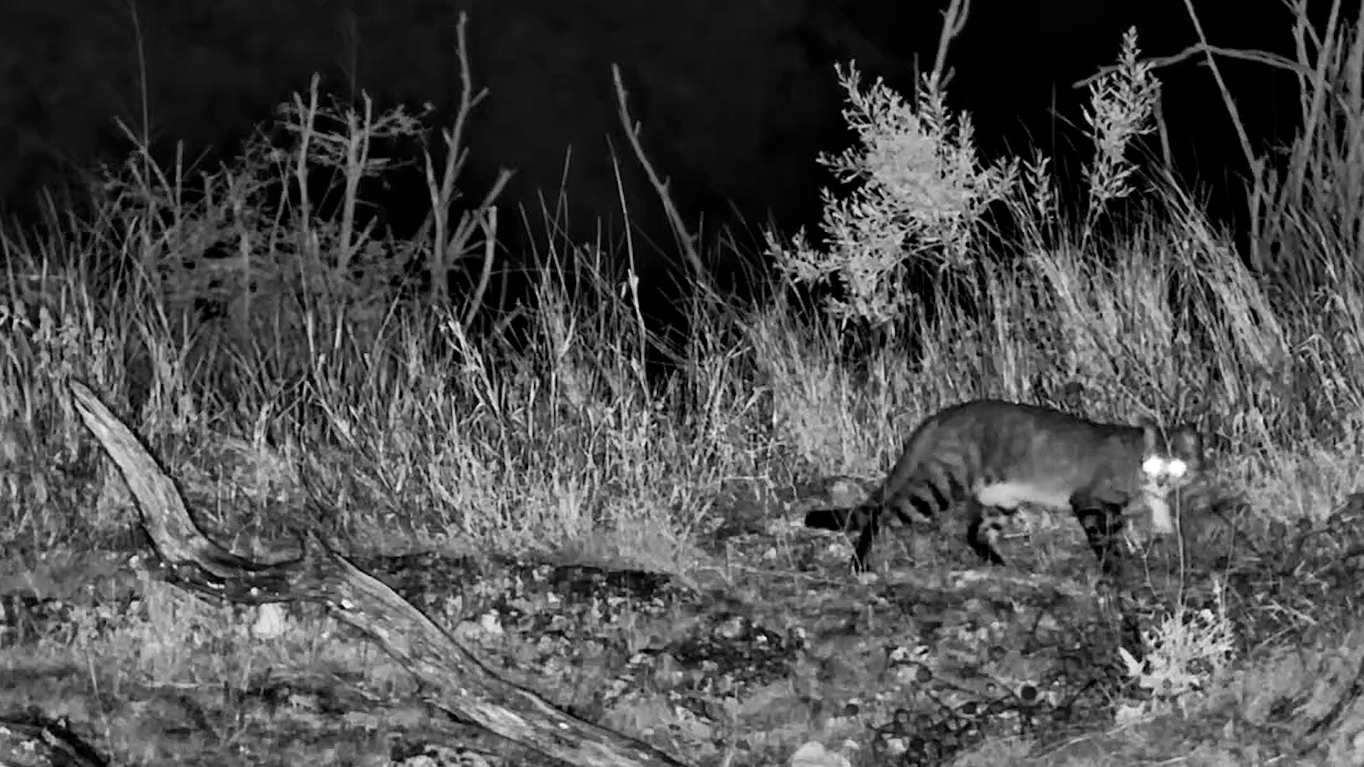 The Mouse Almost Got Away…