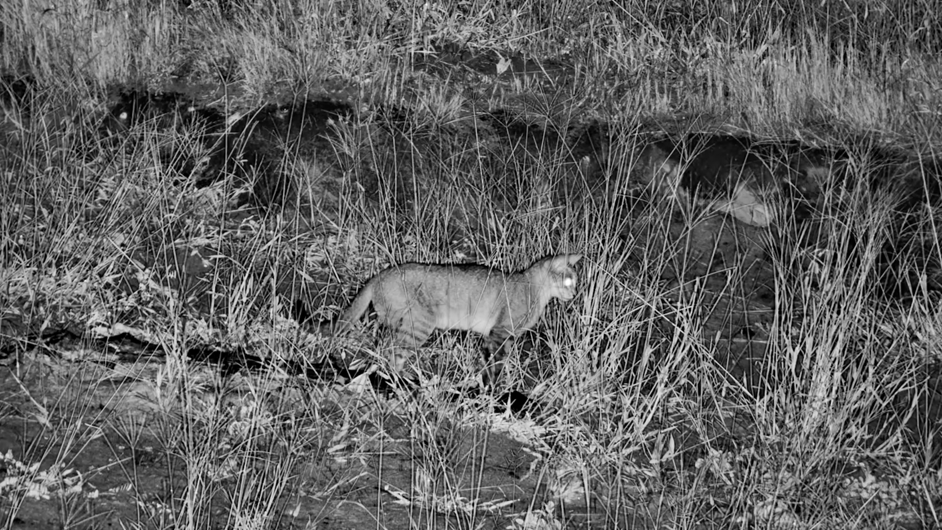 Wild Cat’s Mouse Mishap