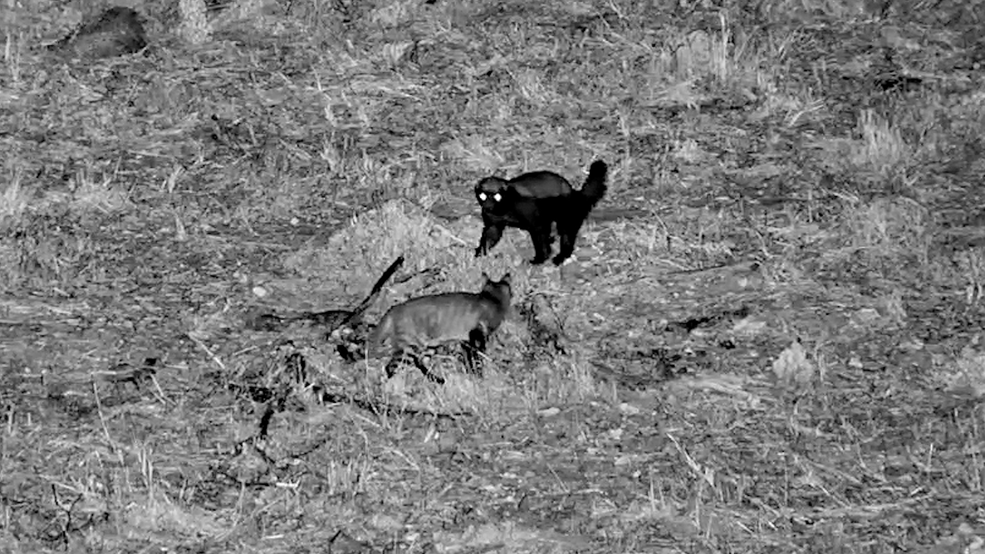 An African Wild Cat Meets a Honey Badger