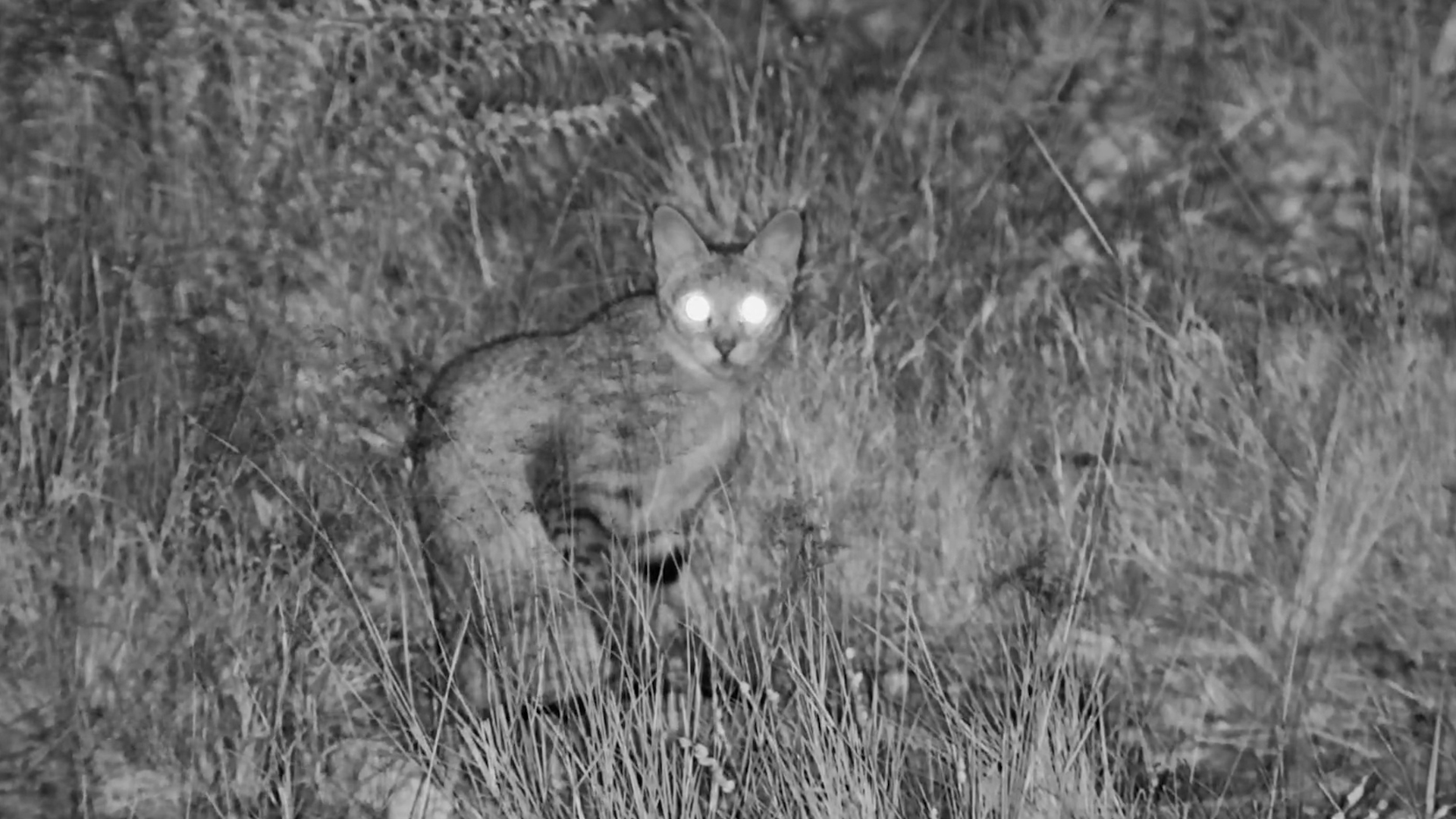 Watching a Wild Cat Wake Up in the Darkness