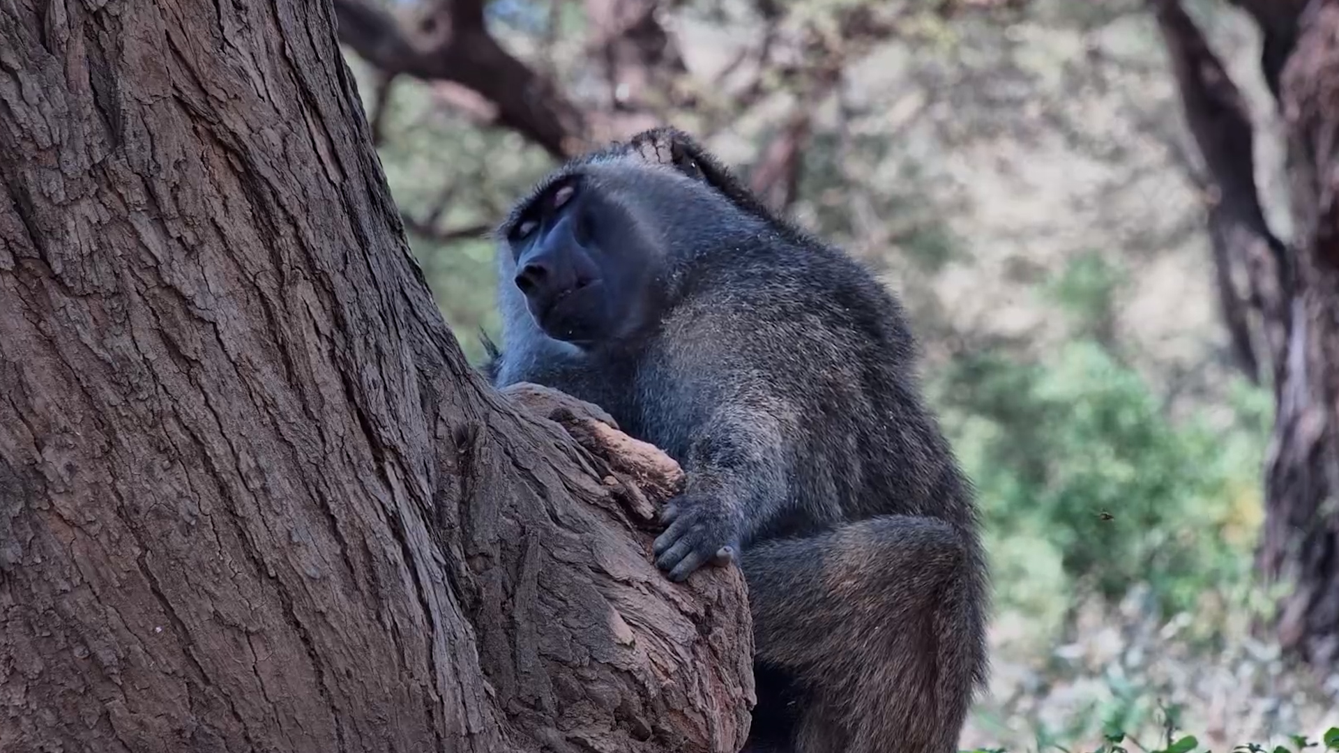 This Baboon Was Living the Dream