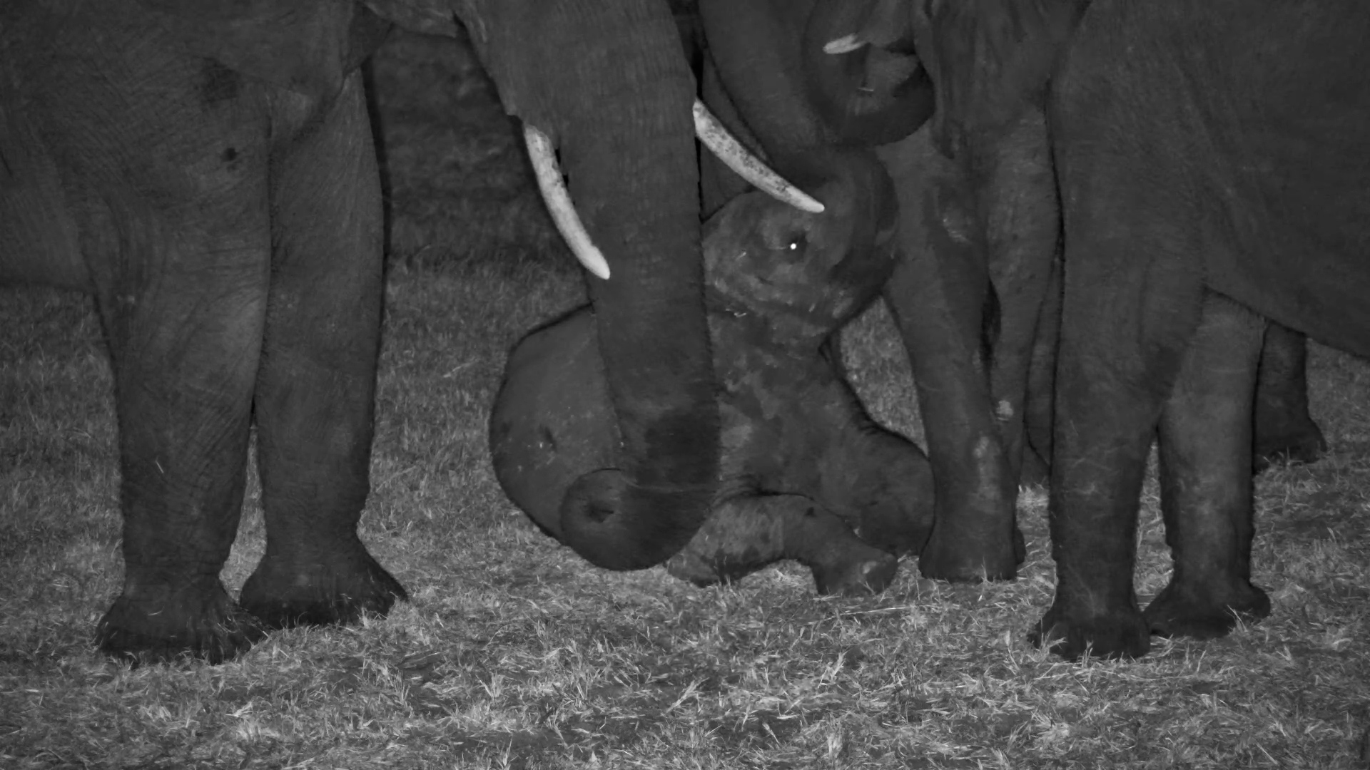This Baby Elephant Was Ready for Bed