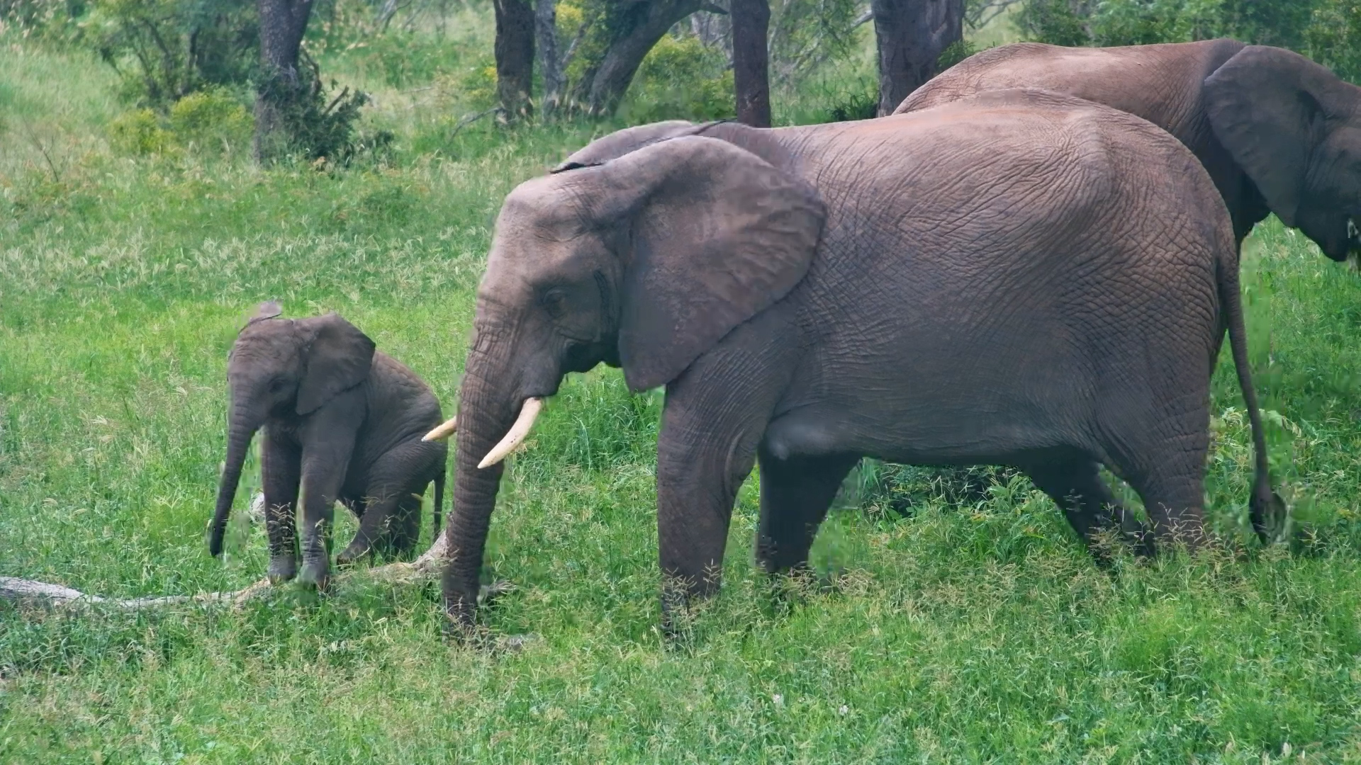 Elephant Mother & Calf Graze Together