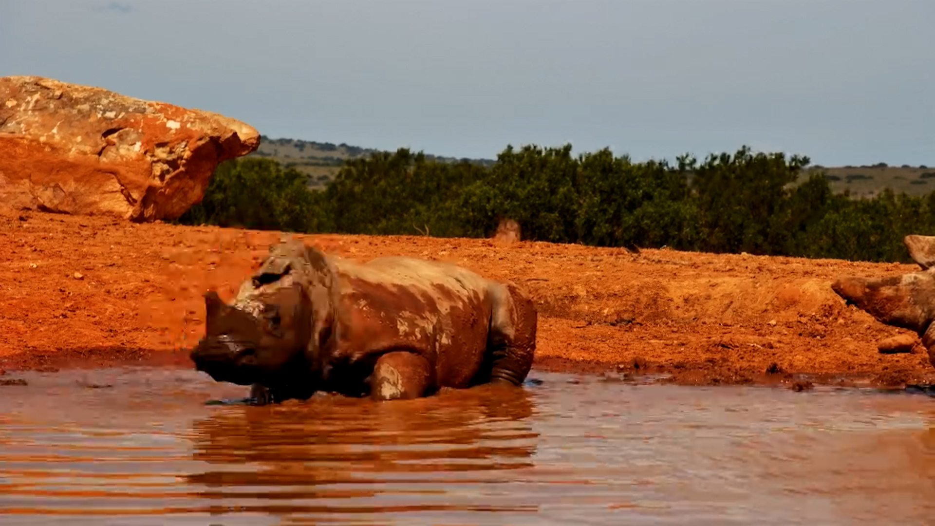 Rhinos Take a Muddy Break