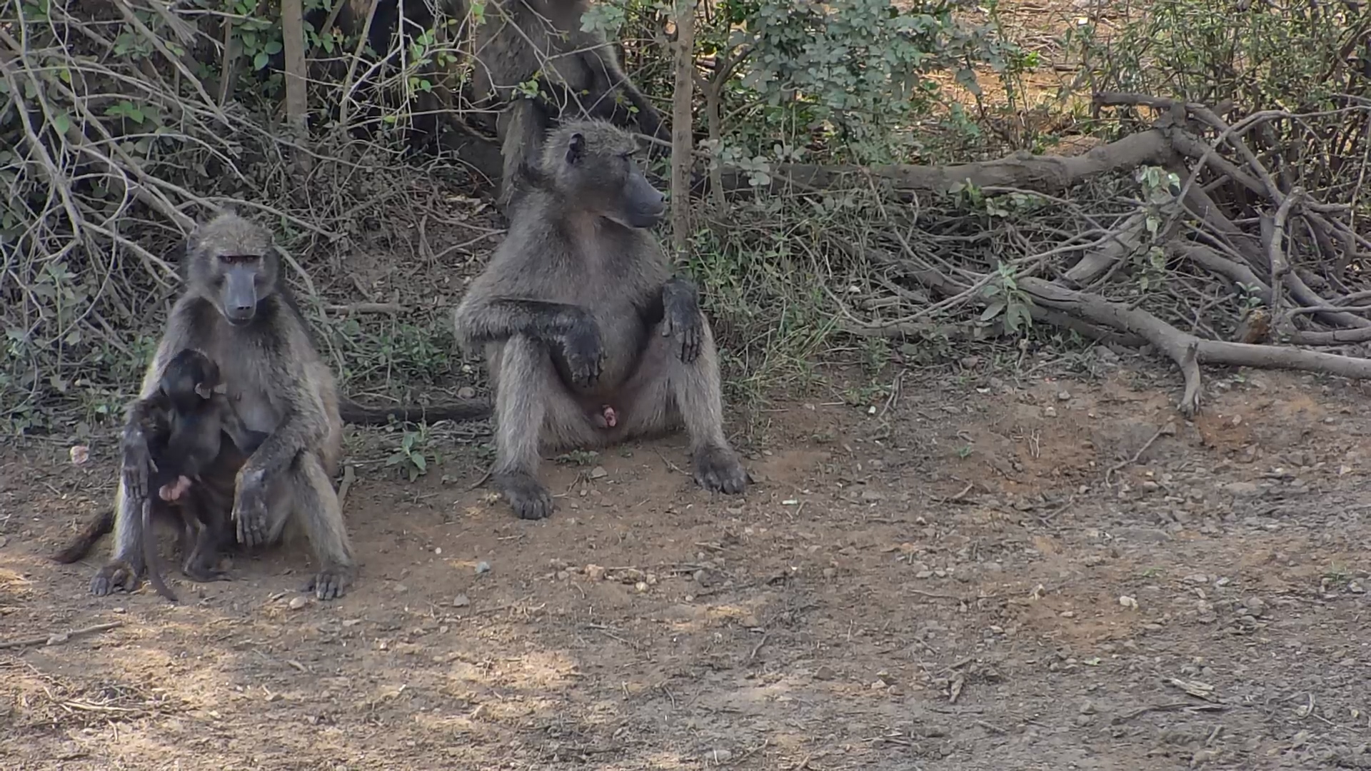 Parent Life in the Wild: Baboon Mom & Dad Need a Break