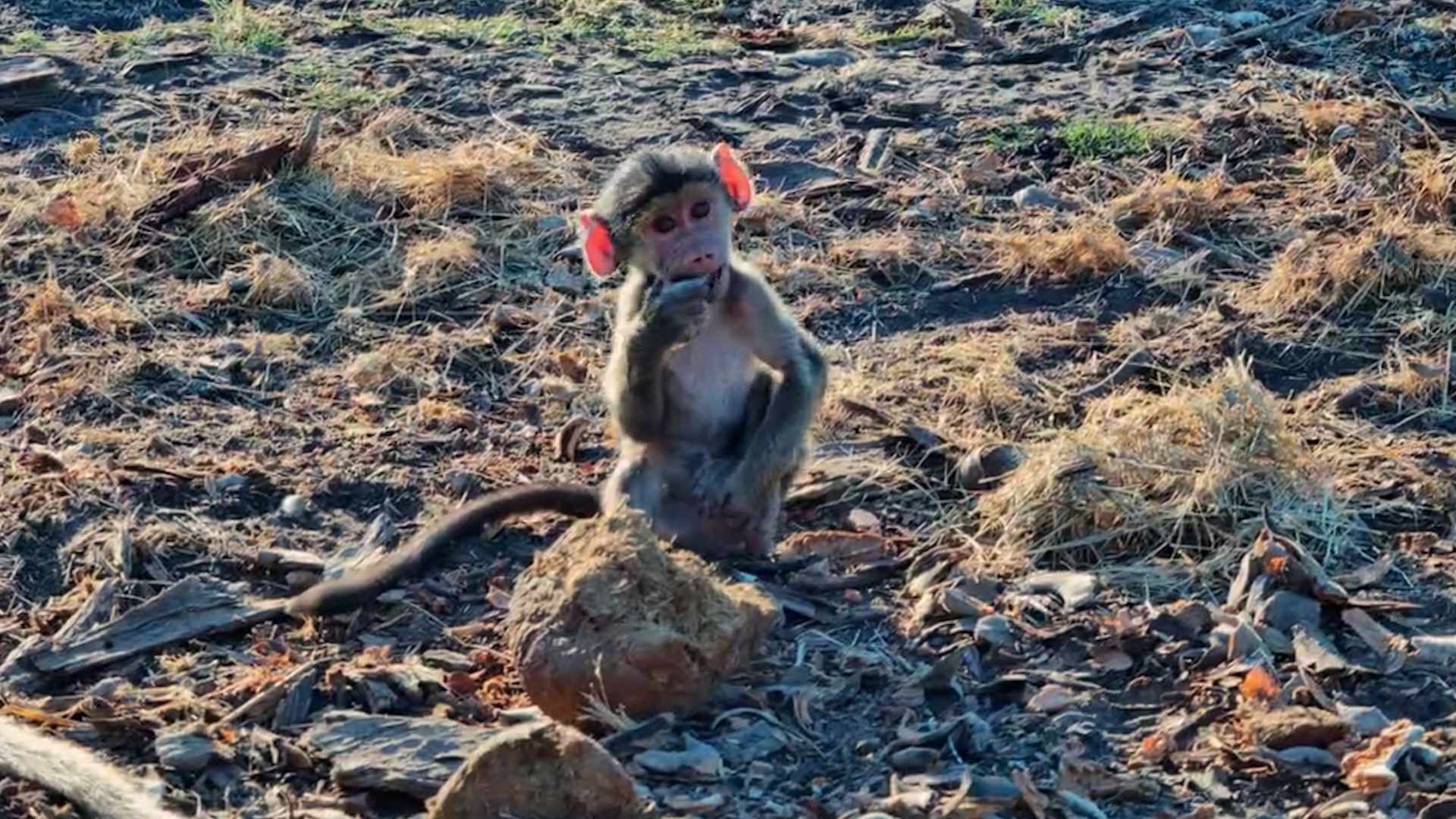 Baby Baboon Stole the Show