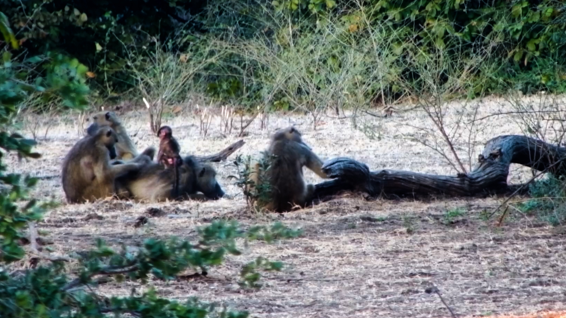 The Baby Baboons Couldn’t Sit Still
