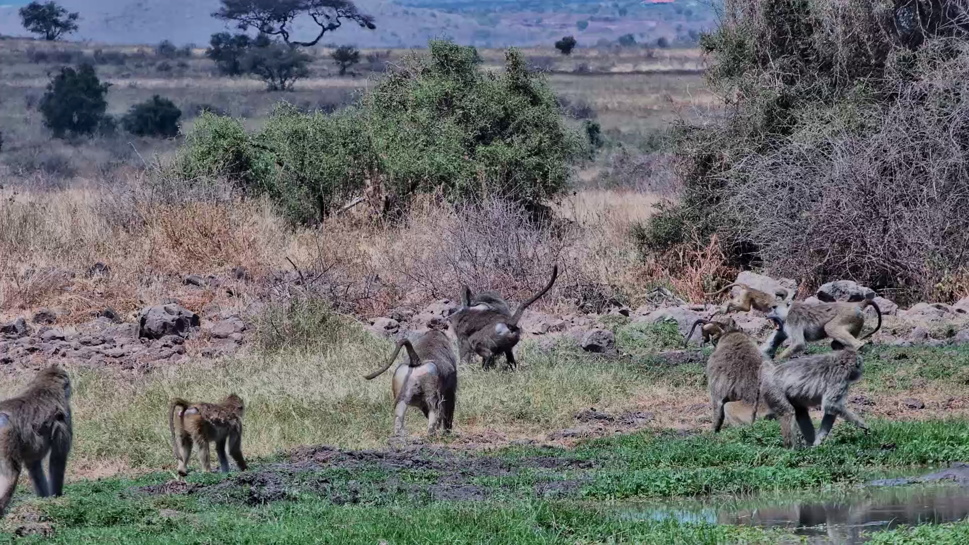 Baboon Drama at the Waterhole