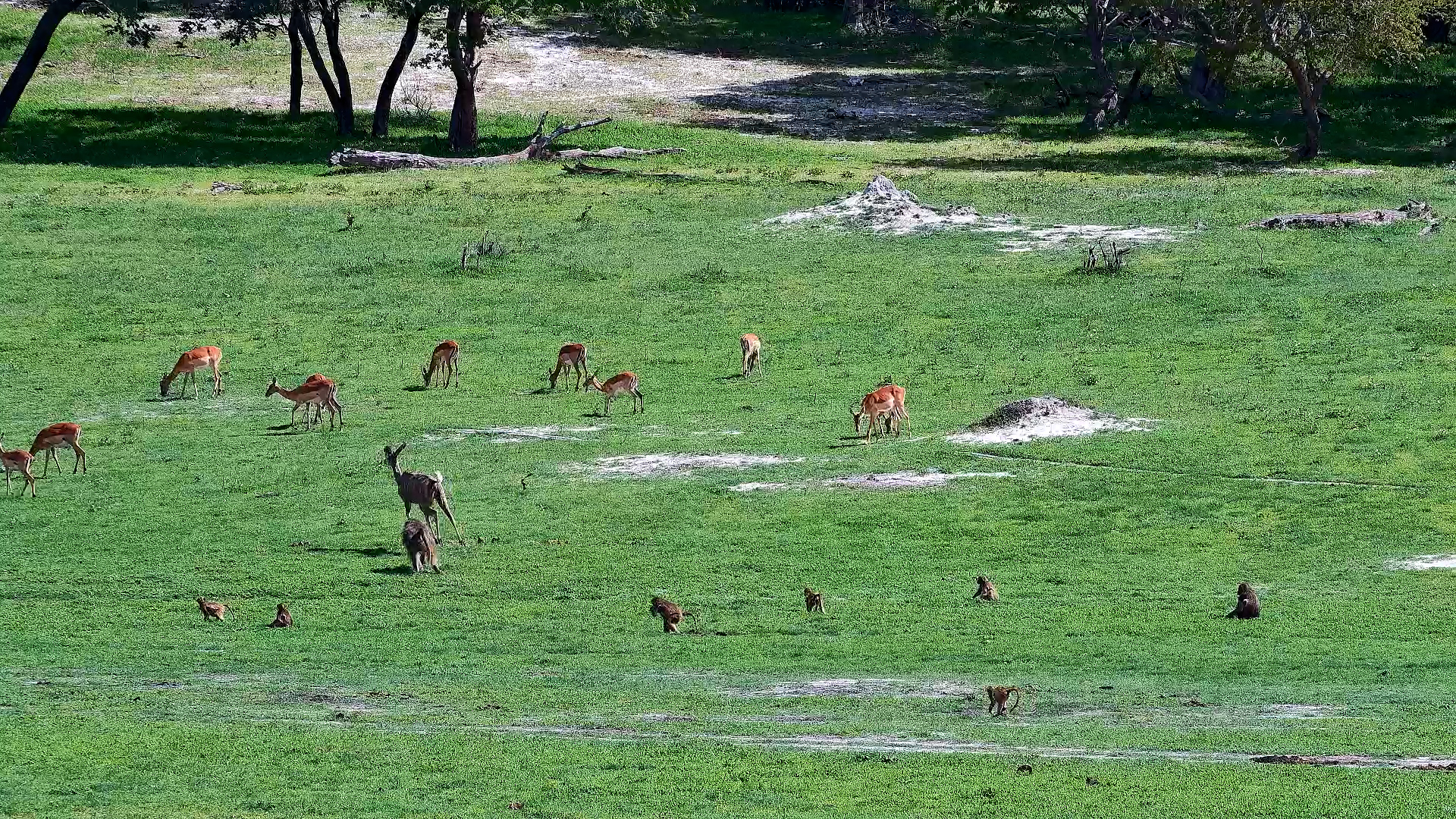 Bold Baboon Chases Off Curious Kudu