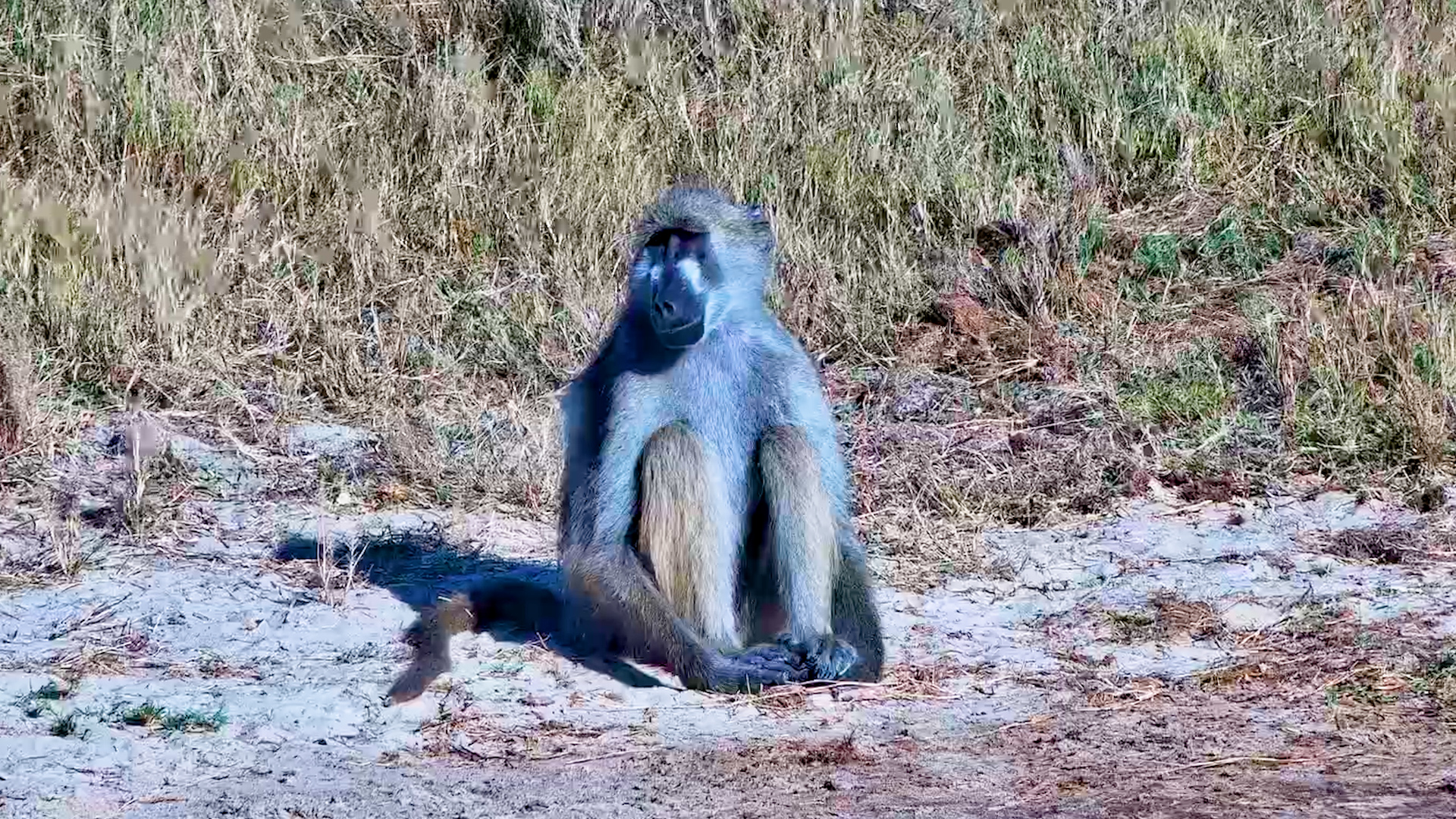 Baboon Had Absolutely Nothing Planned