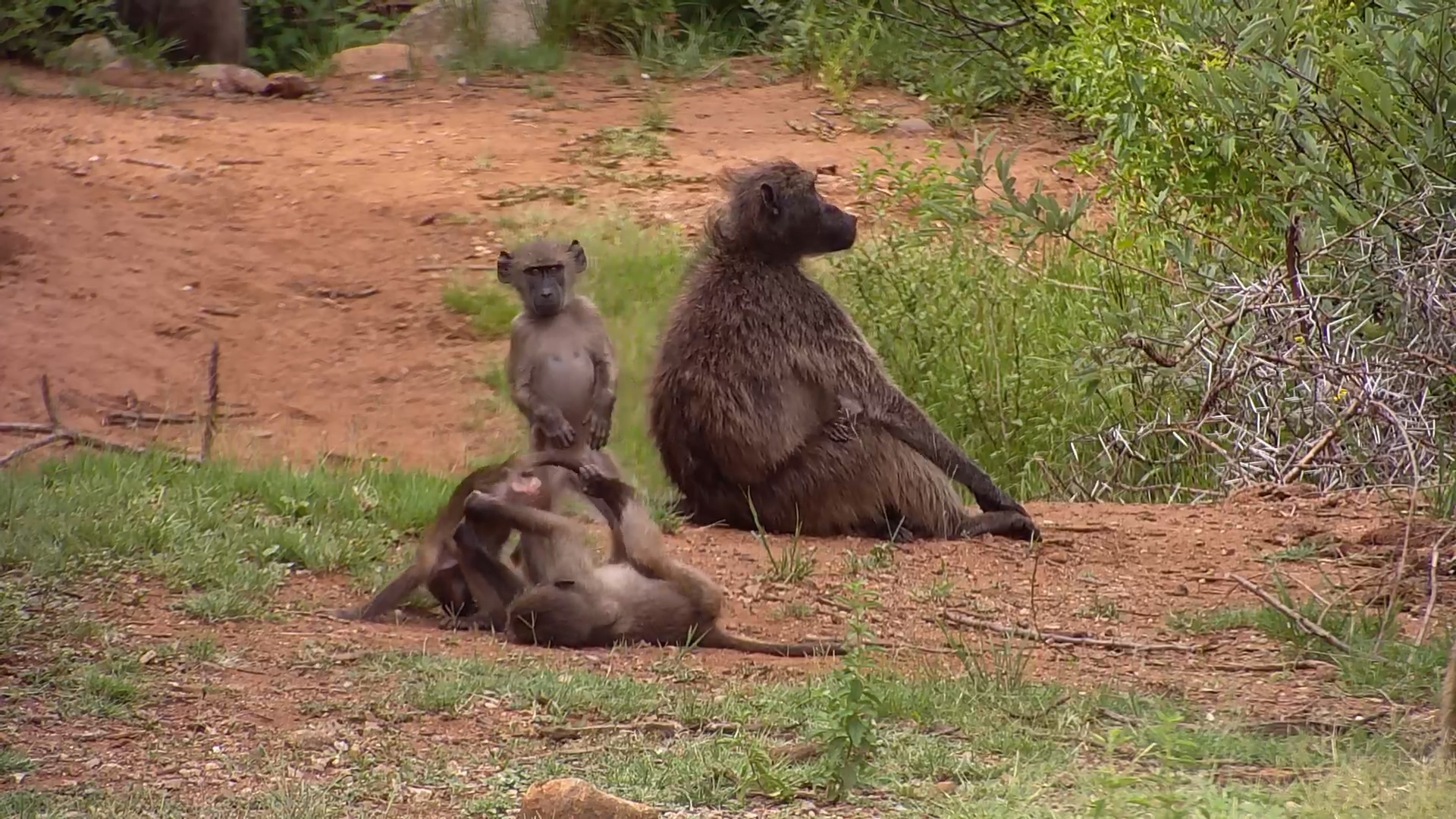 Baboon Family Fun in the Wild